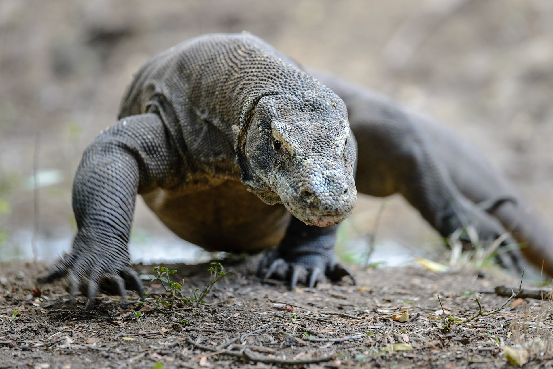 Komodo Dragon, Rinca Island, Komodo National Park, Indonesia, 2015.