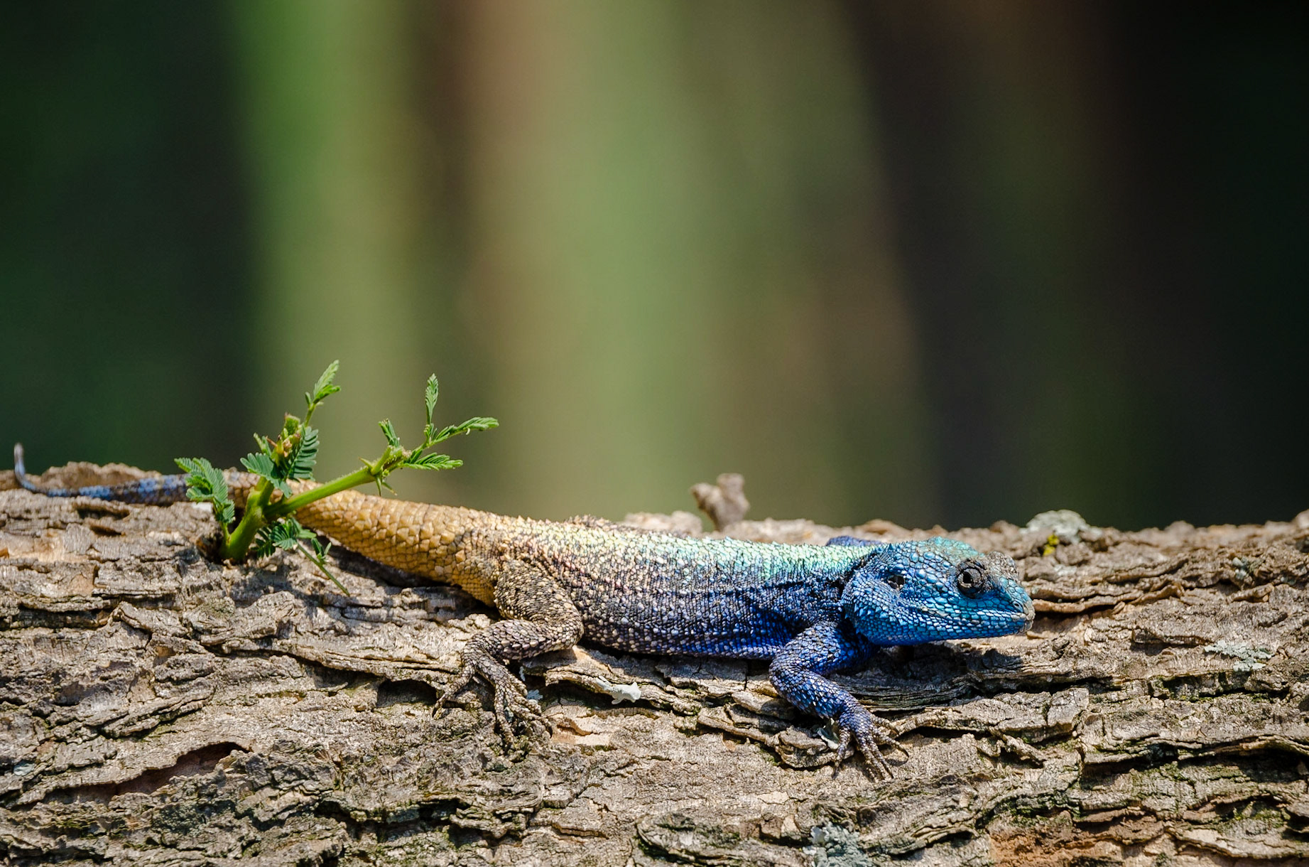 Lizard, Limpopo, South Africa, 2014