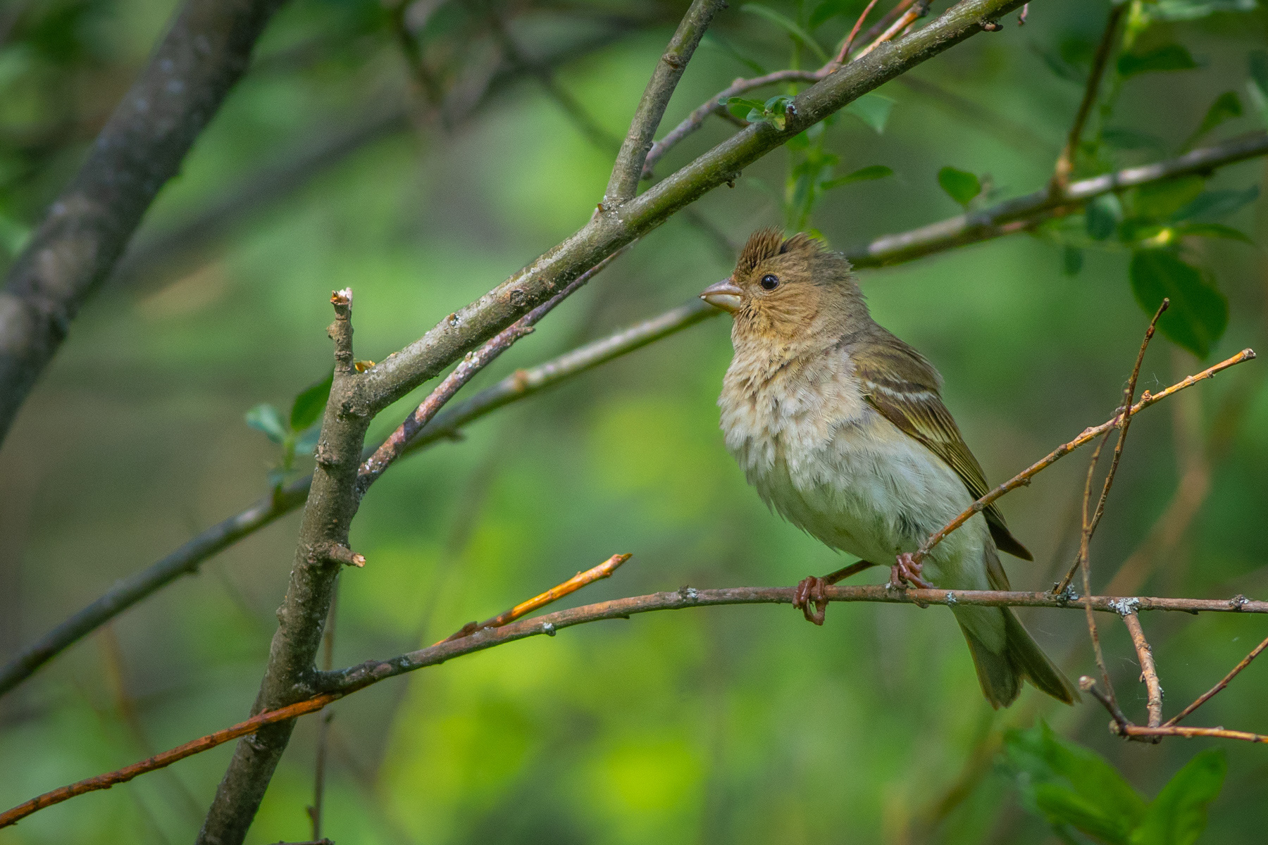 Червена чинка/ Common rosefinch