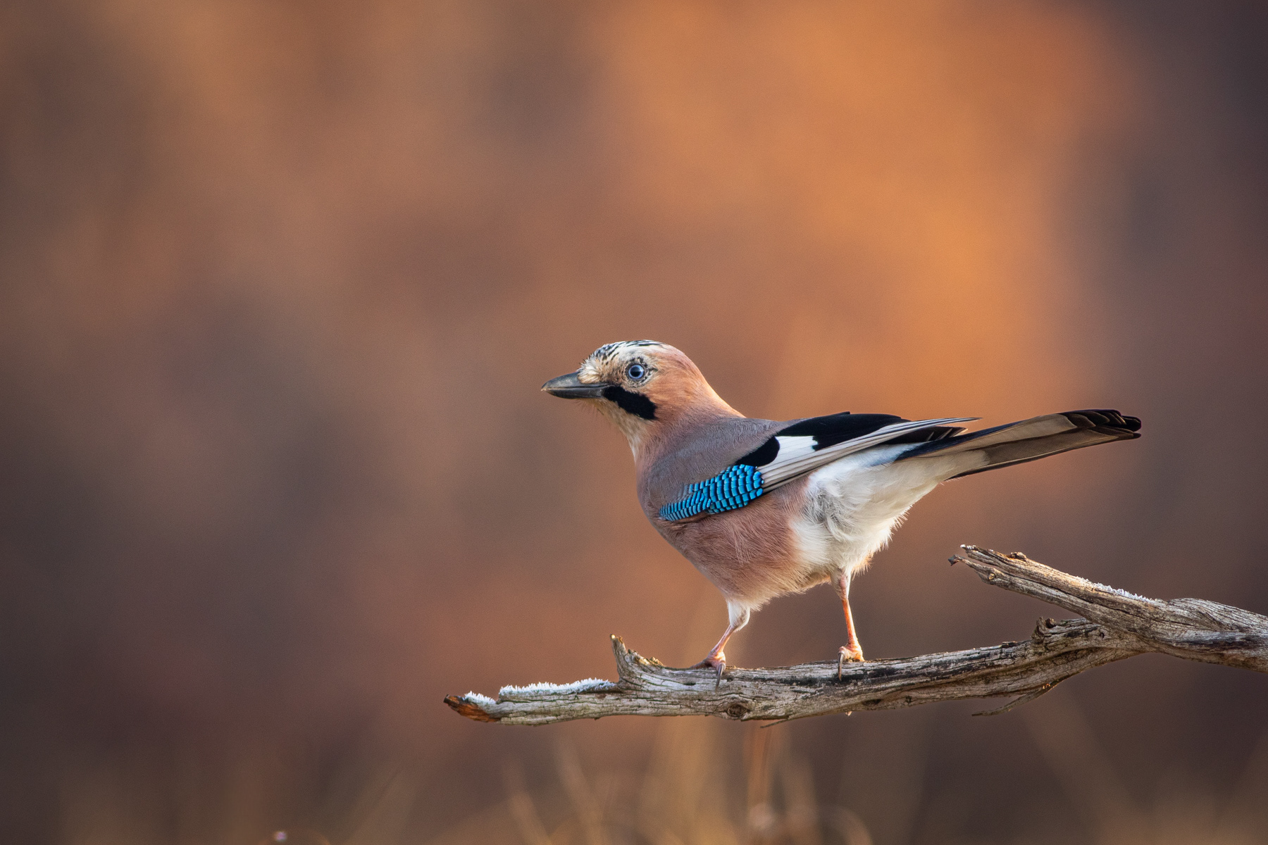 Сойка/ Eurasian jay