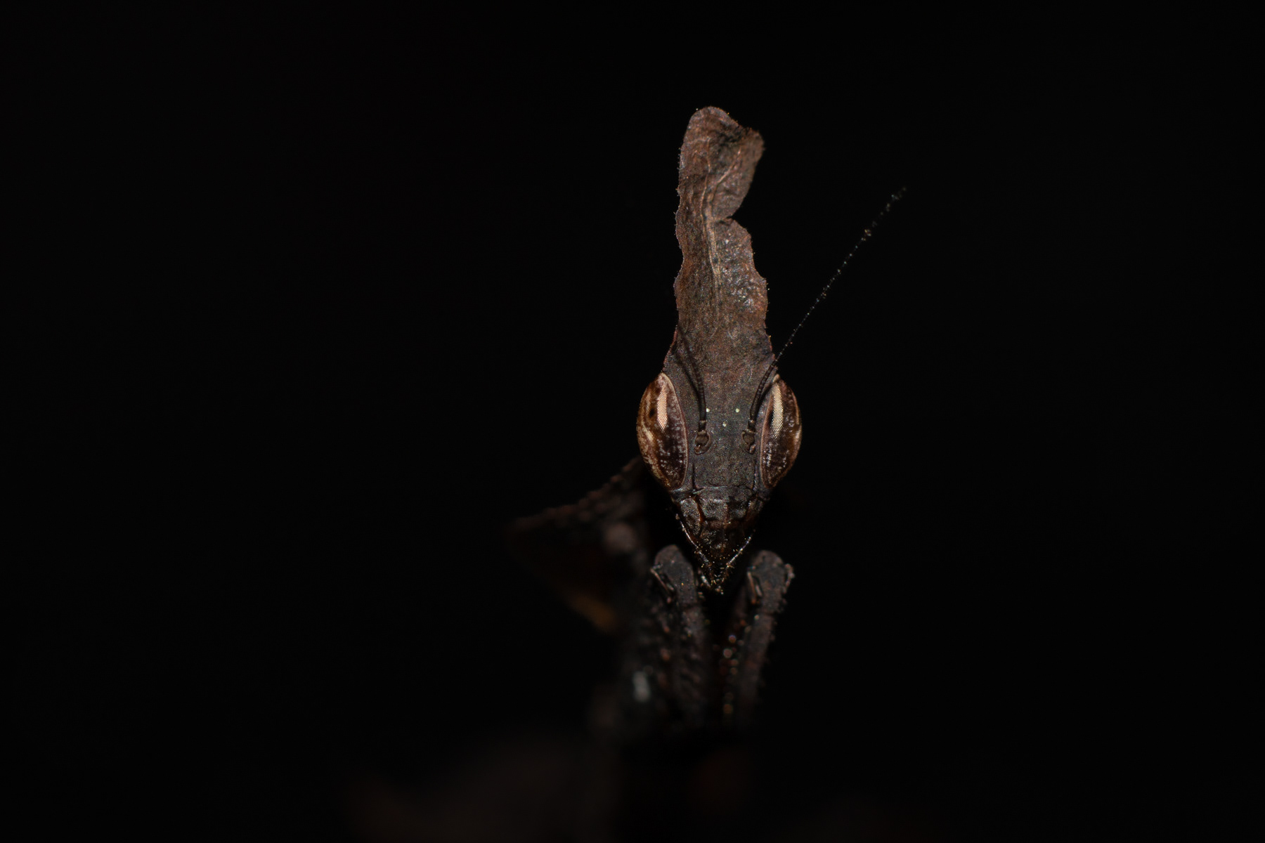 Ghost mantis/ Phyllocrania paradoxa