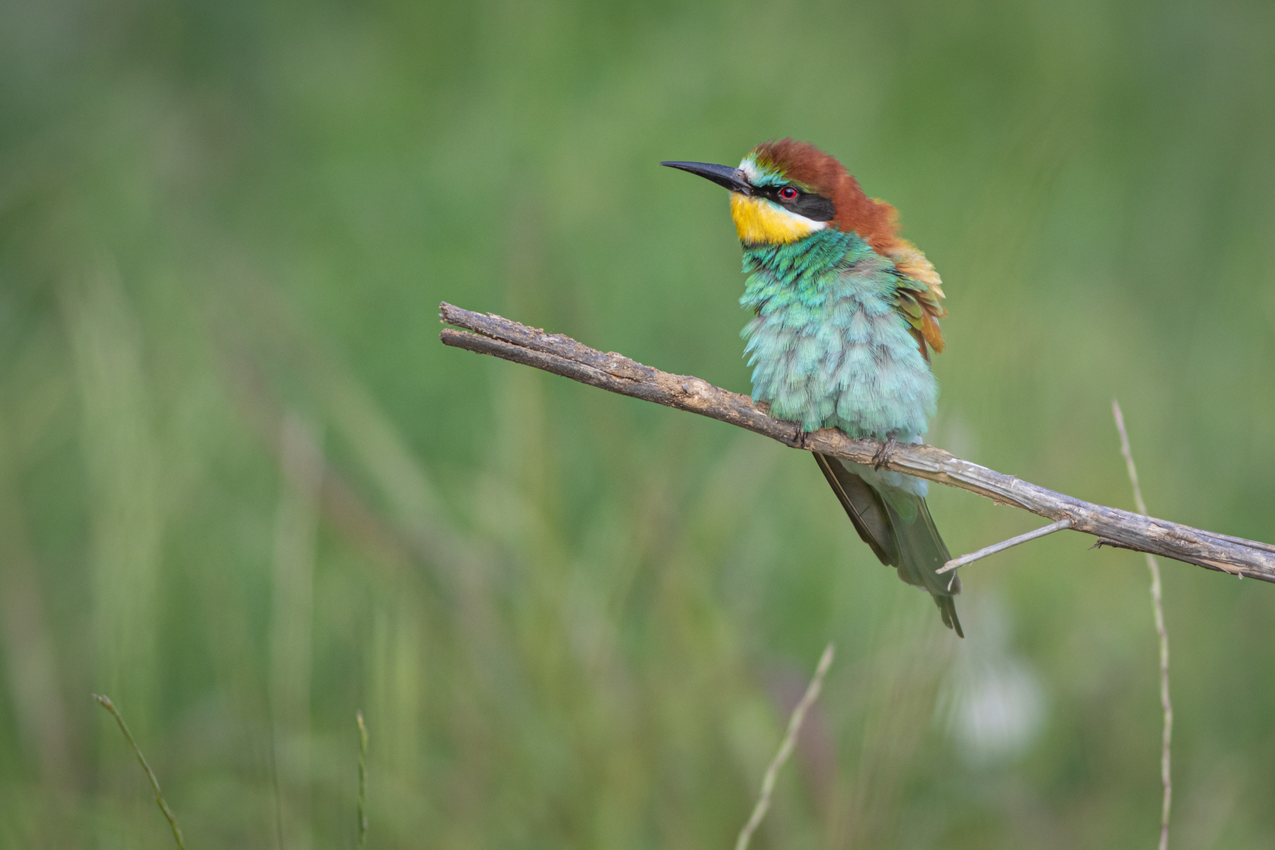 Обикновен пчелояд/ European bee-eater