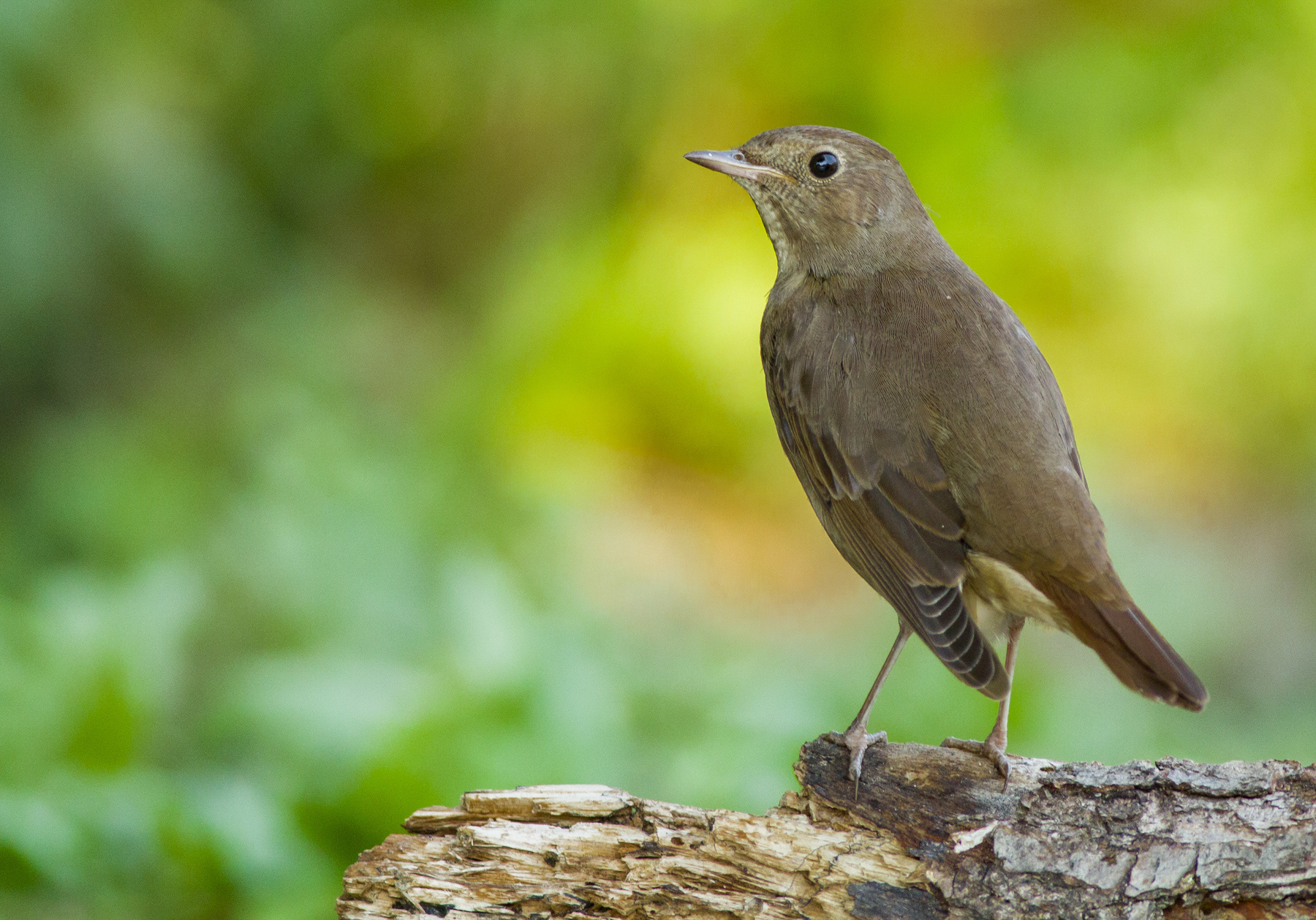 Северен славей/ Thrush Nightingale