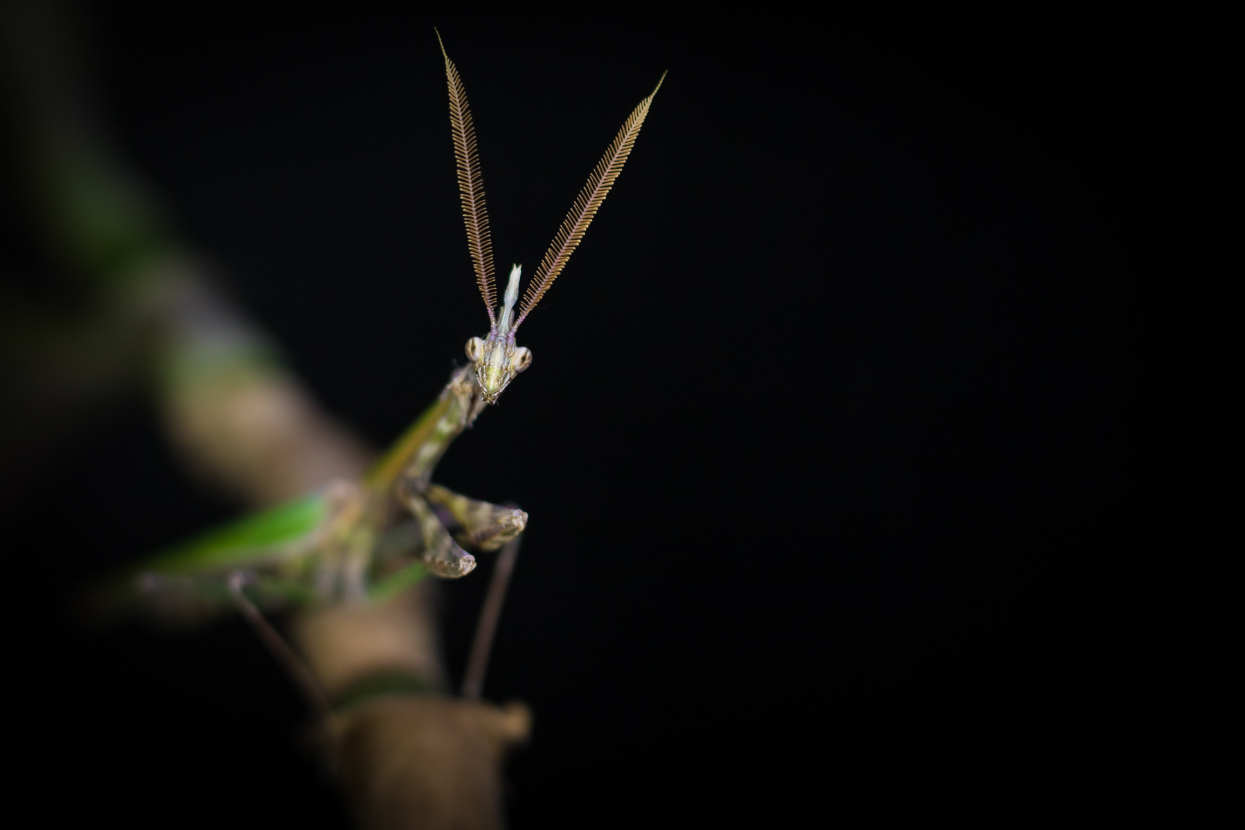 Empusa fasciata