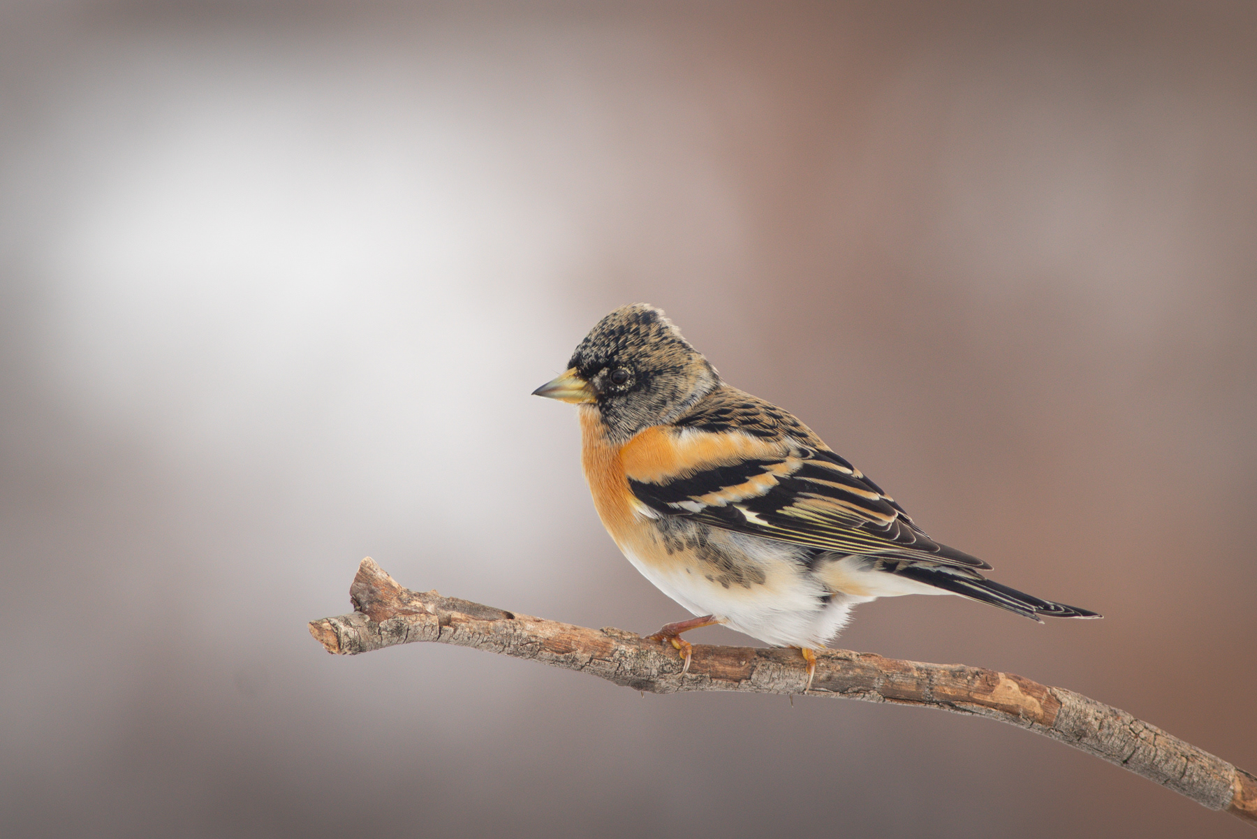Планинска чинка/ Brambling