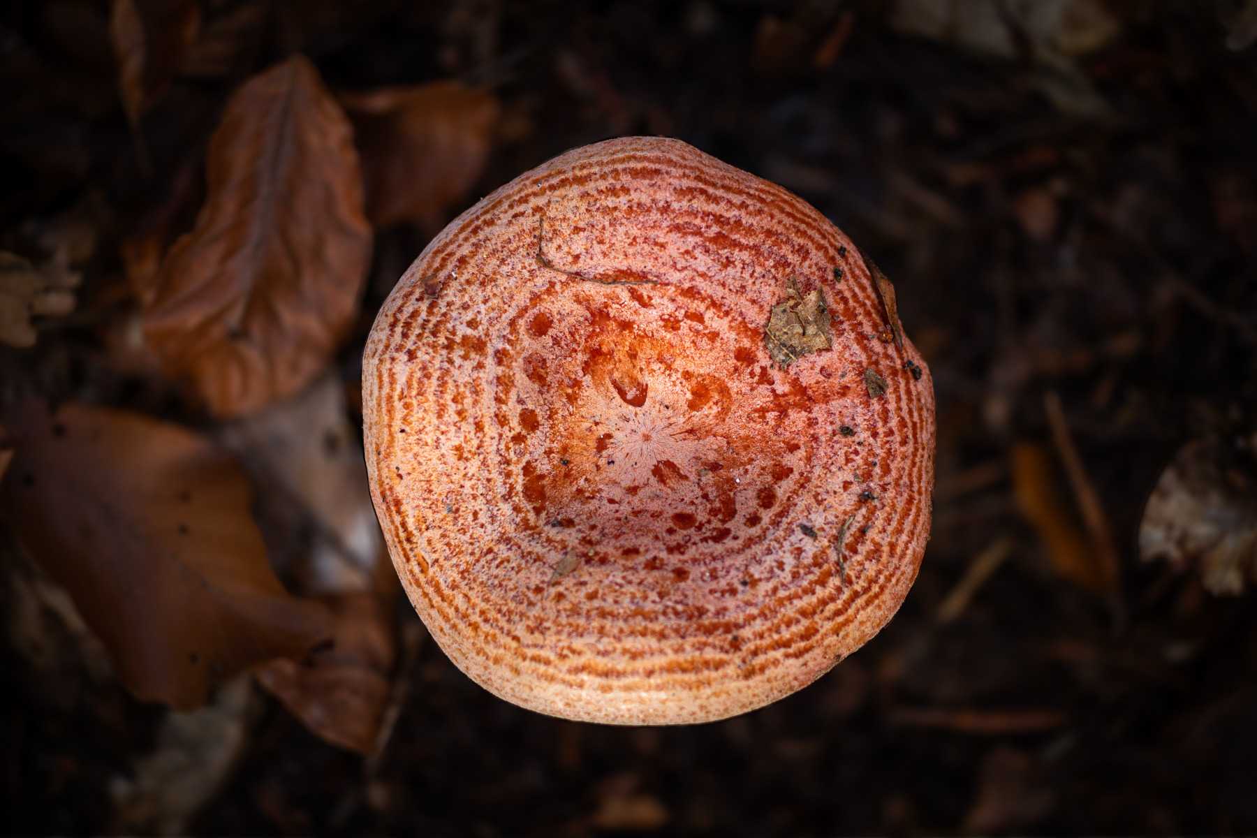 Обикновената млечница/ Saffron milk cap