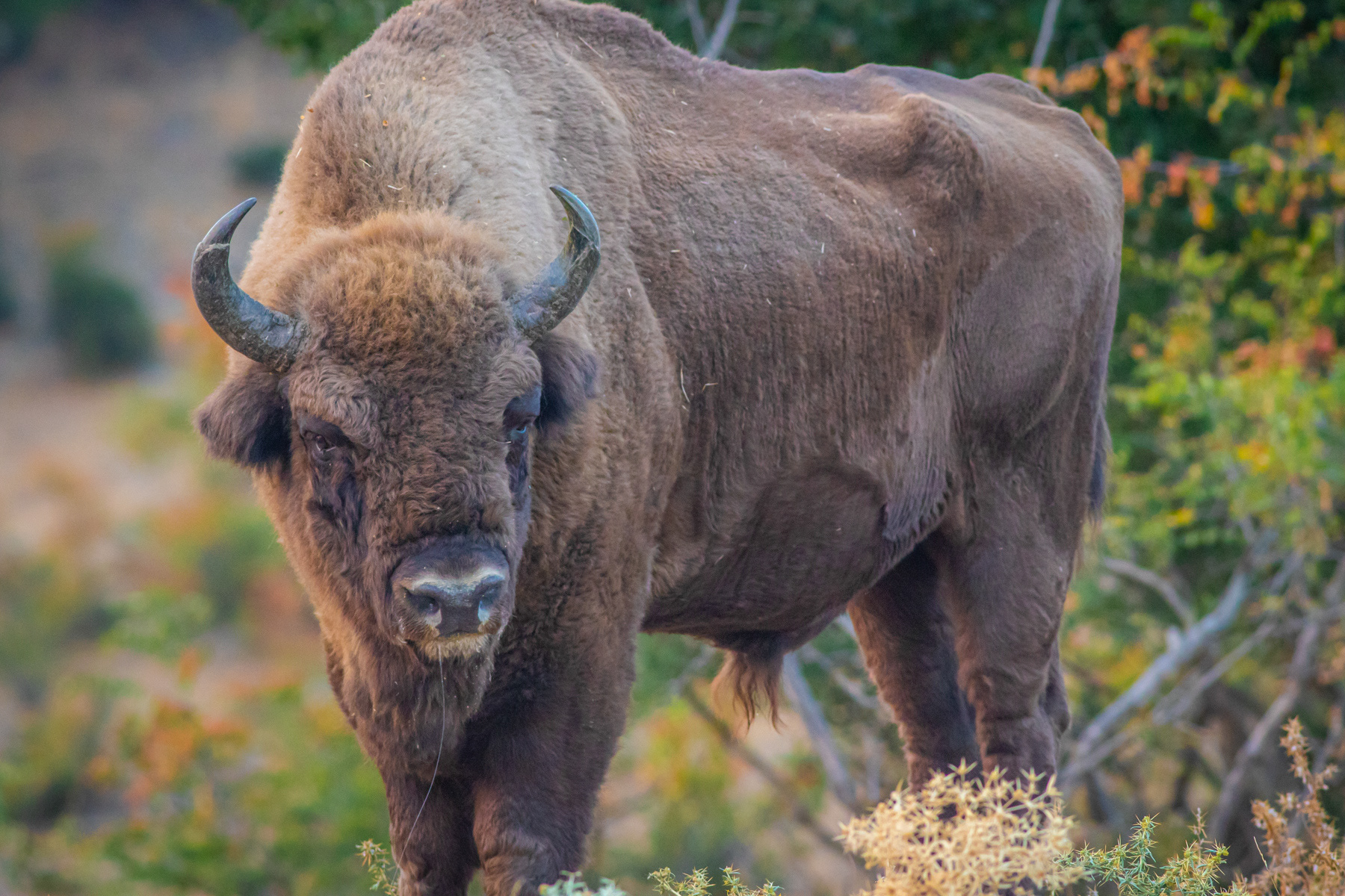 Европейски бизон/ European bison