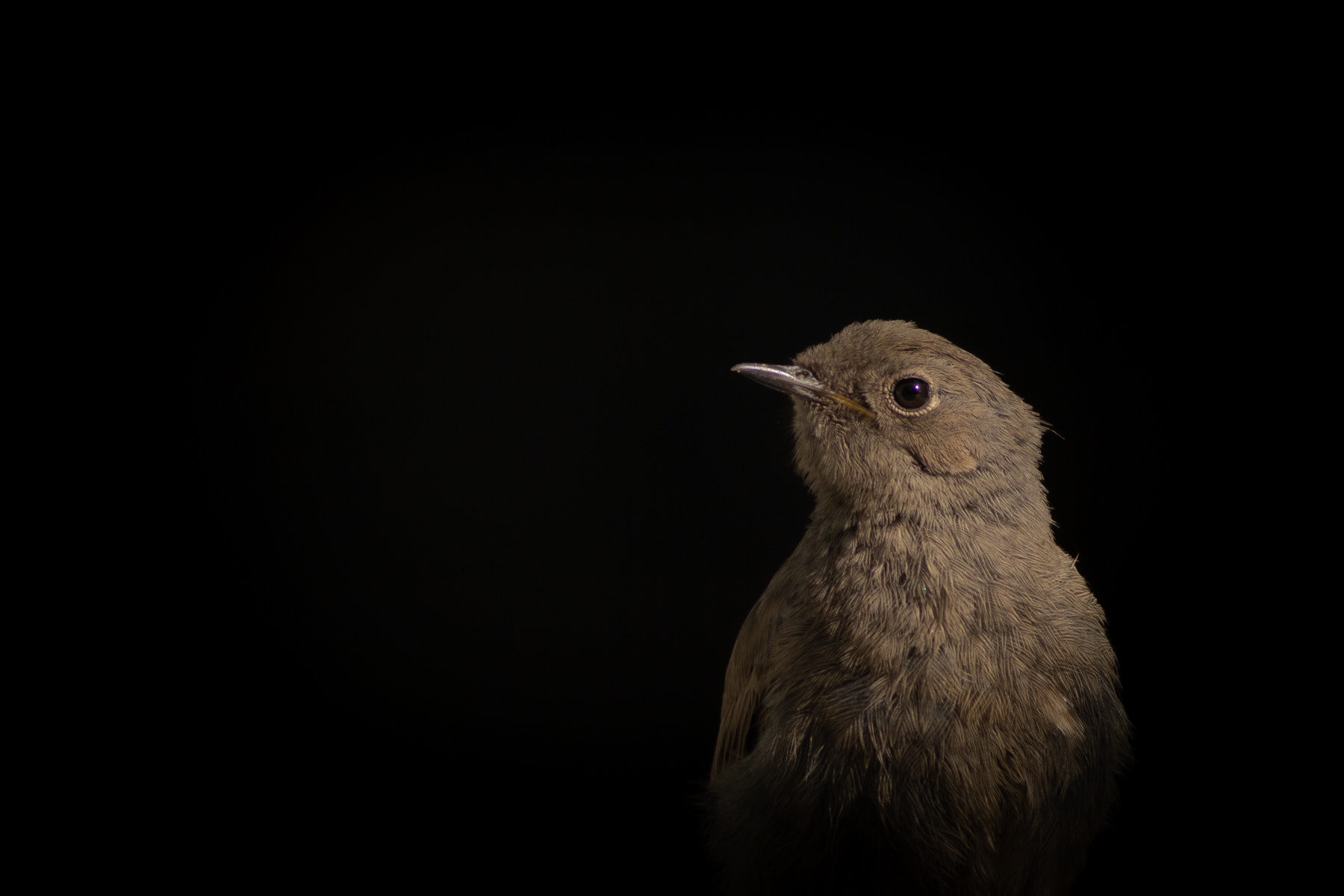 Домашна червеноопашка/ Black redstart