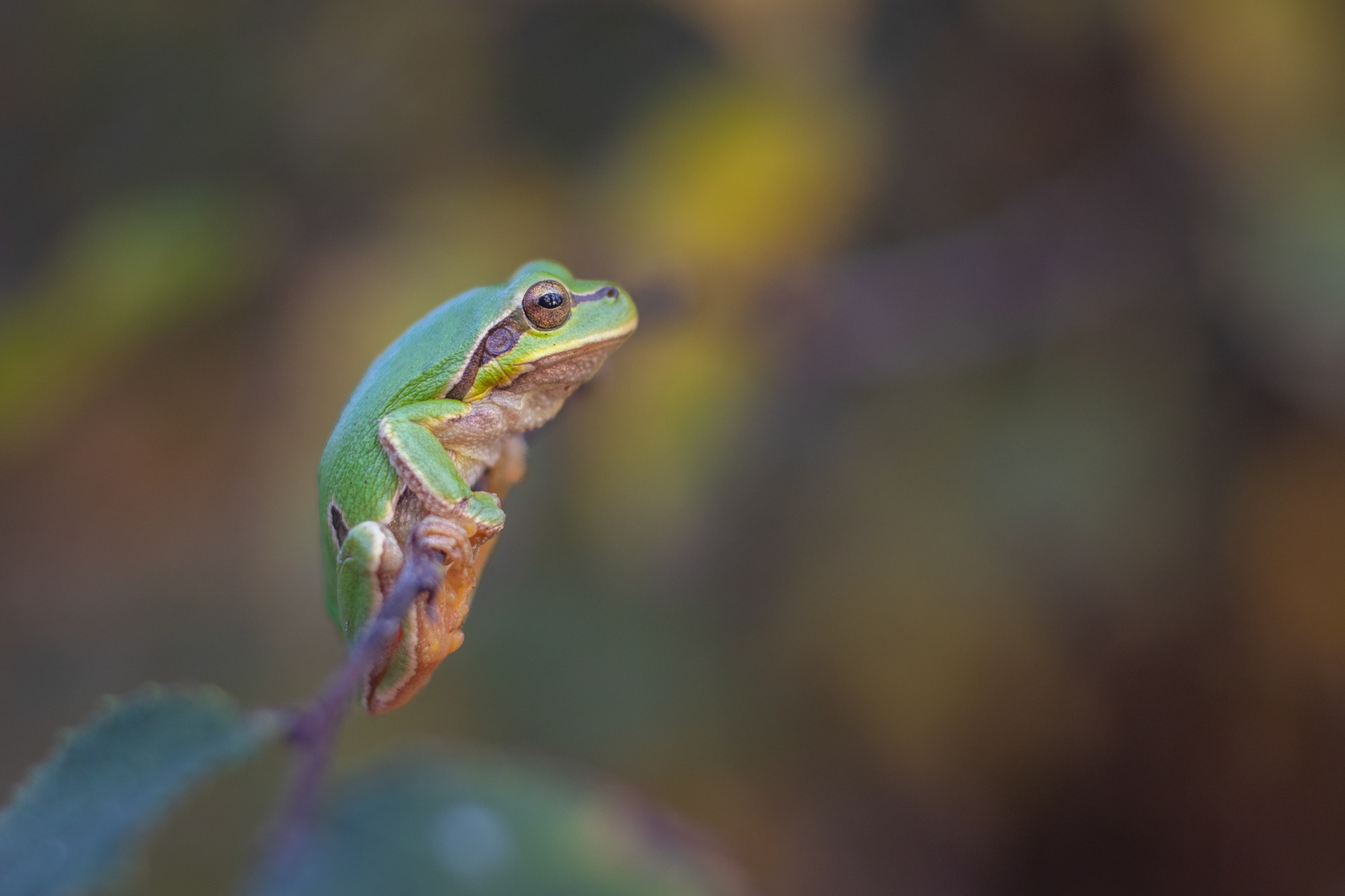 Източна дървесница/ Eastern tree frog