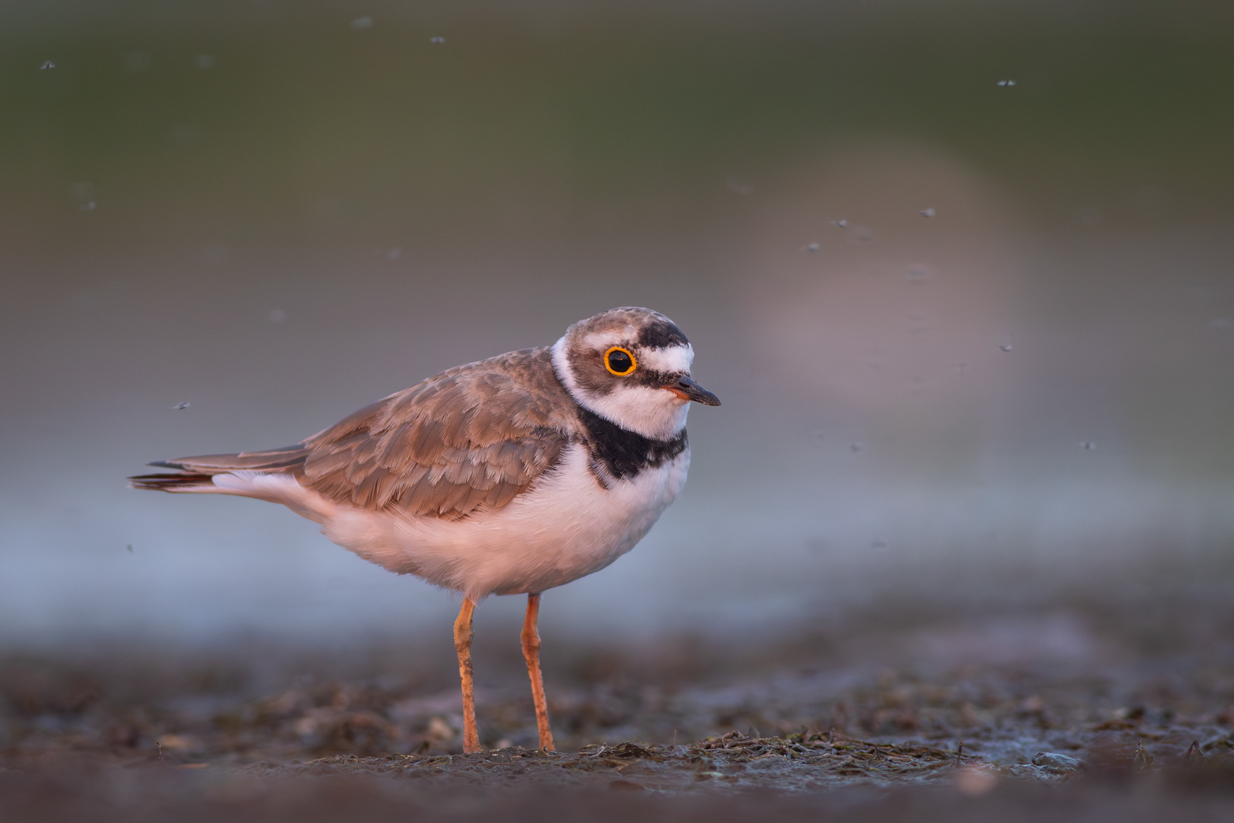 Речен дъждосвирец/ Little ringed plover