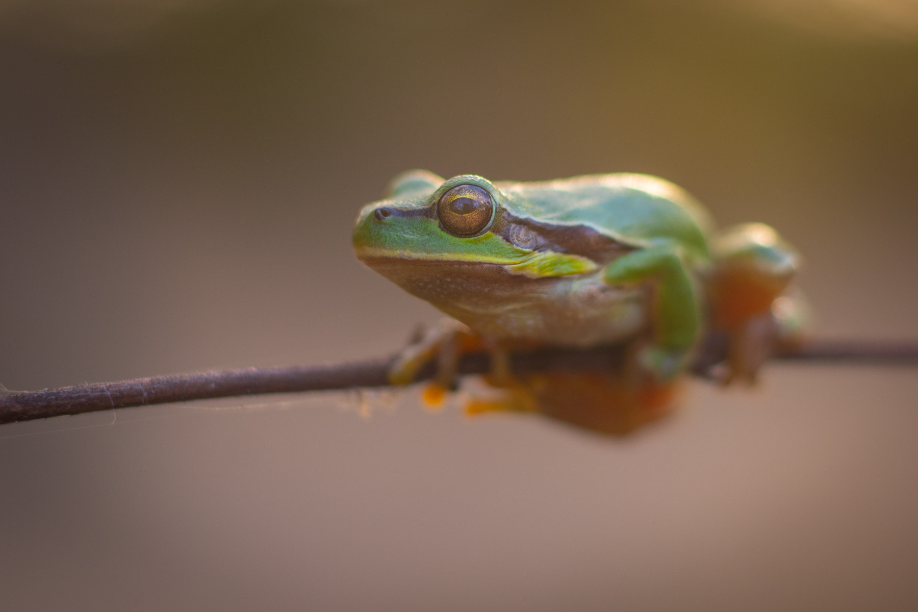 Източна дървесница/ Eastern tree frog