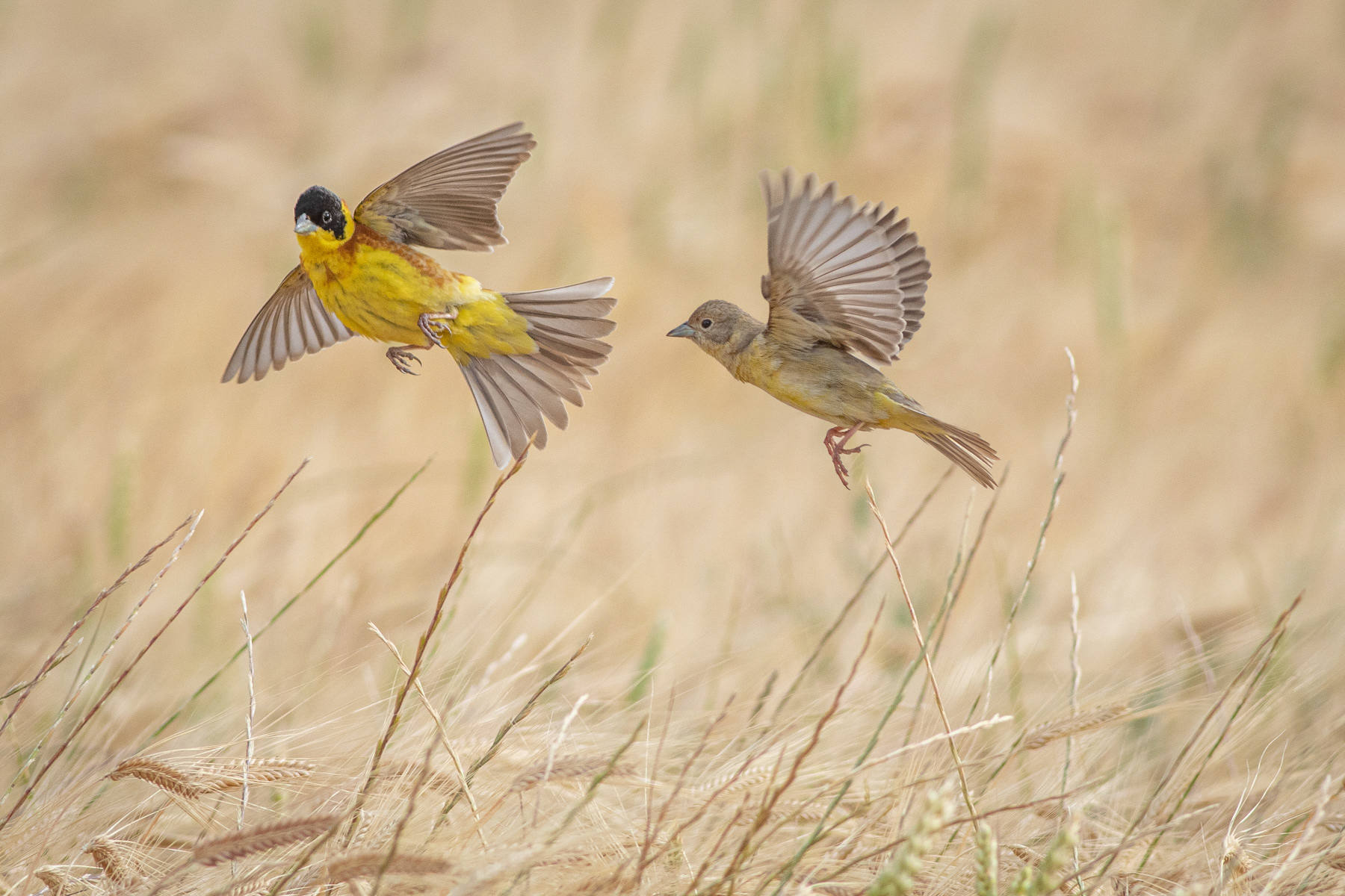 Черноглави овесарки/ Black-headed bunting