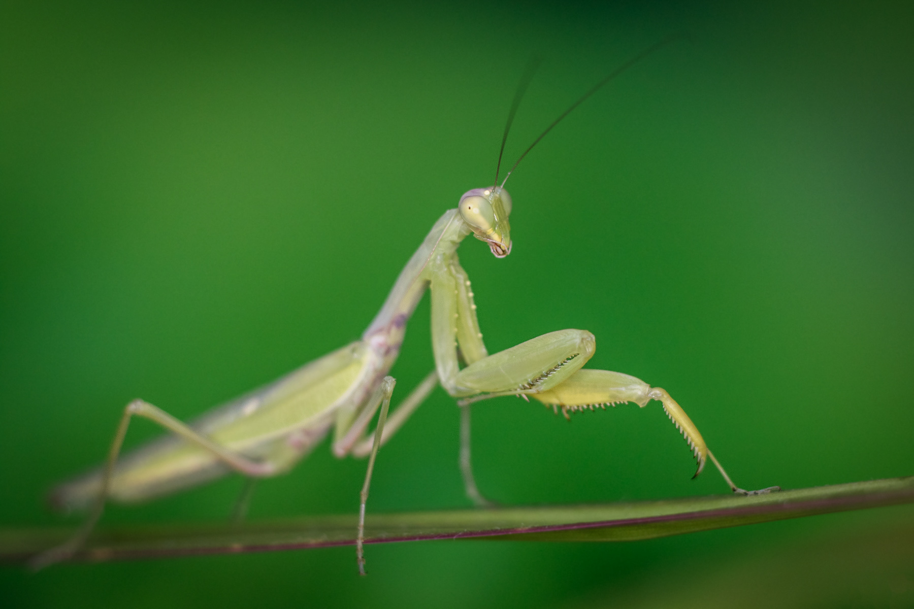 Hierodula transcalcasica