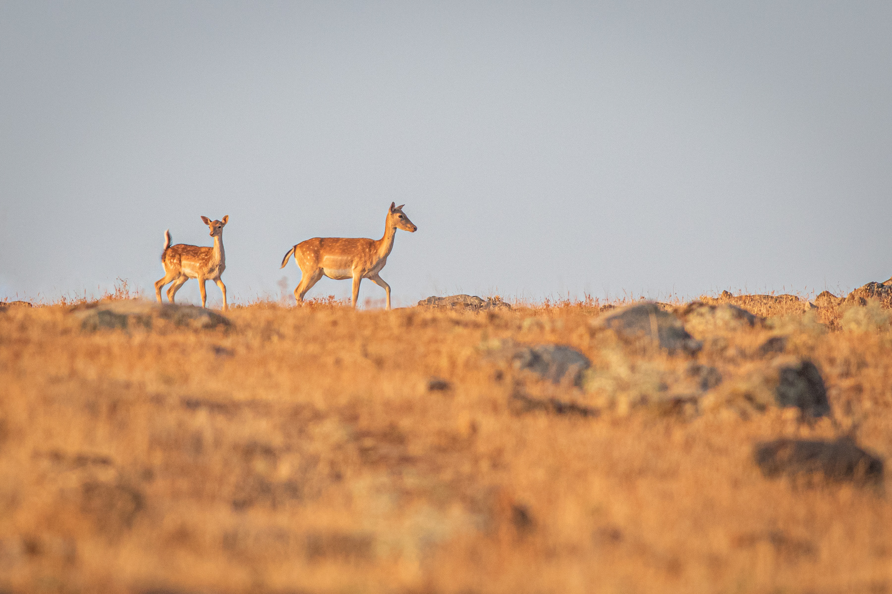 Елен лопатар/ European fallow deer