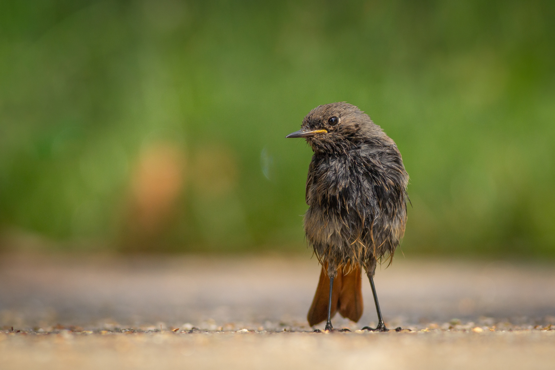 Домашна червеноопашка/ Black redstart