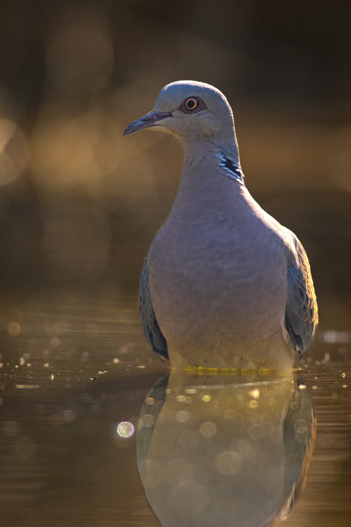 Гургулица/ European turtle dove