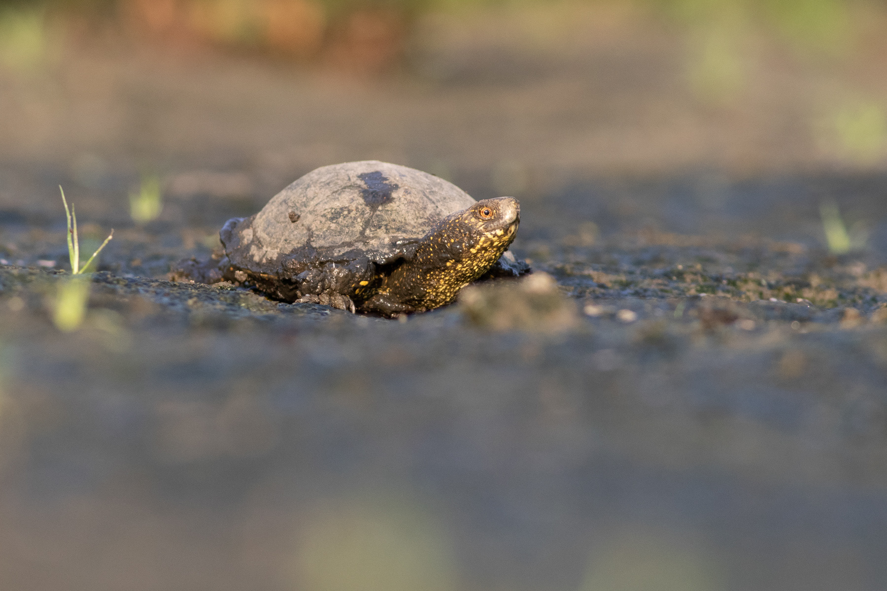 Европейска блатна костенурка/ European pond turtle