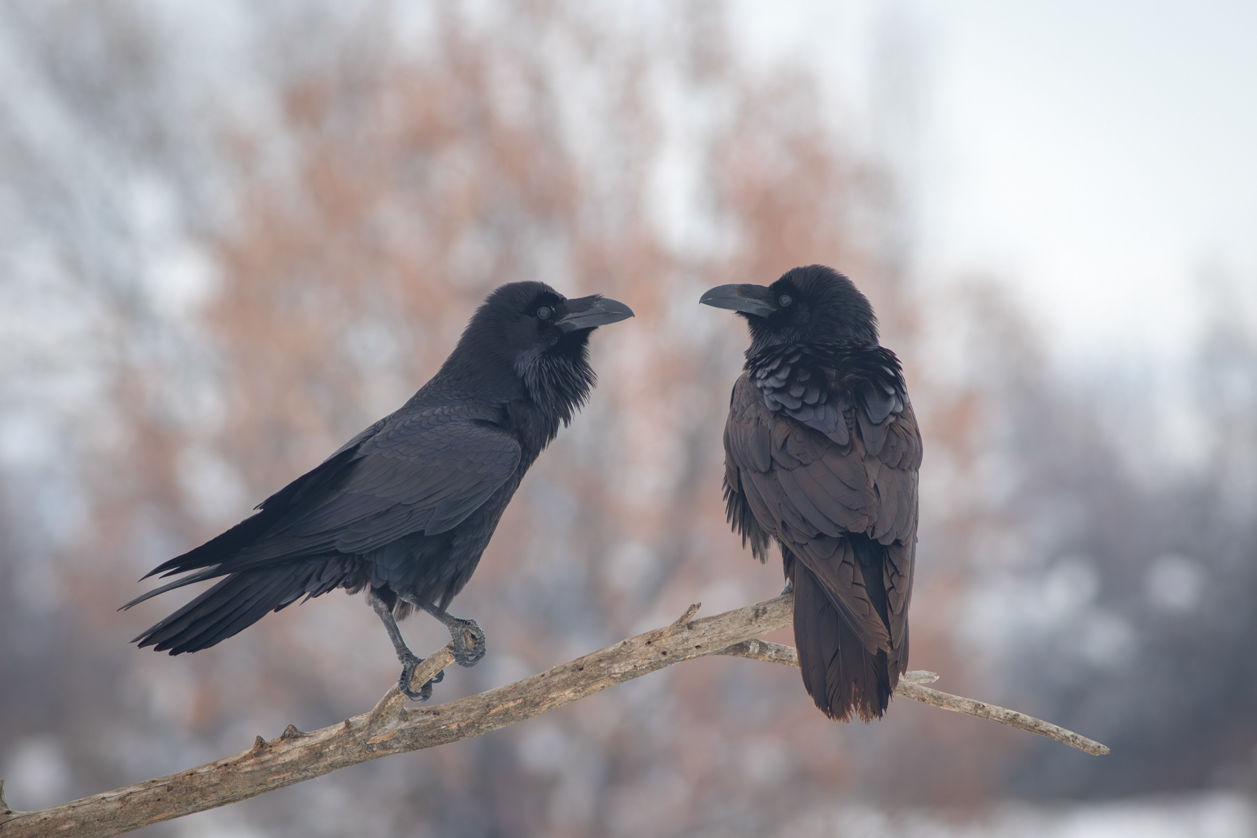 Гарван/ Common raven