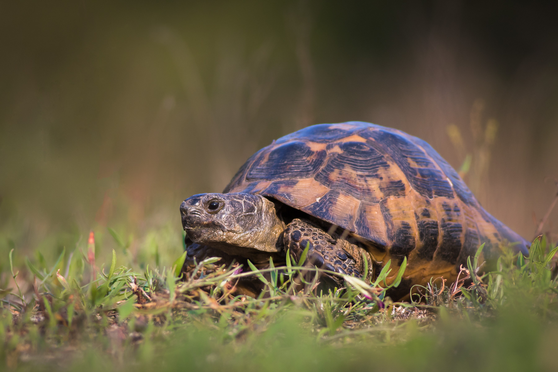 Шипобедрена костенурка/ Greek tortoise