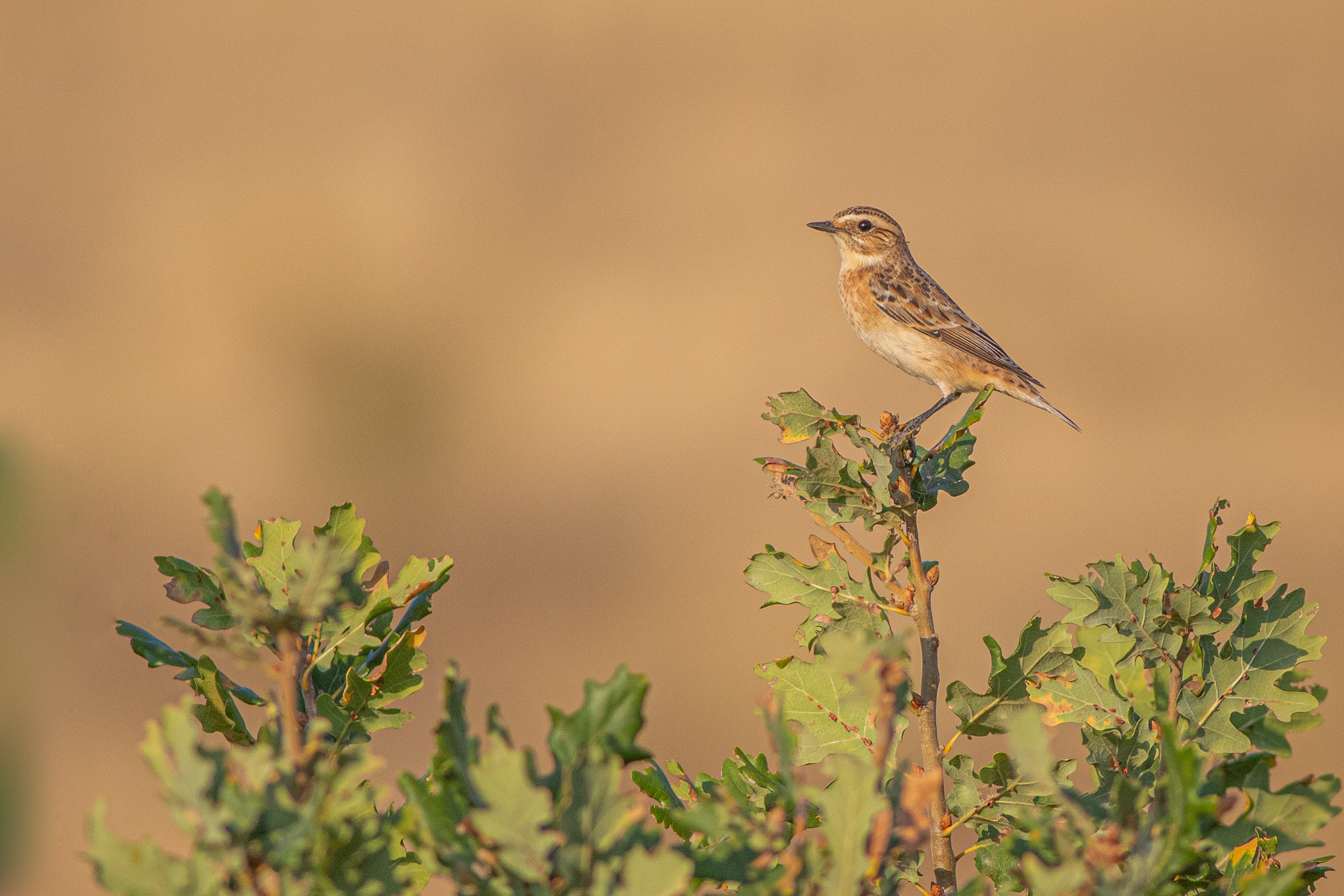Ръждивогушо ливадарче/ Whinchat