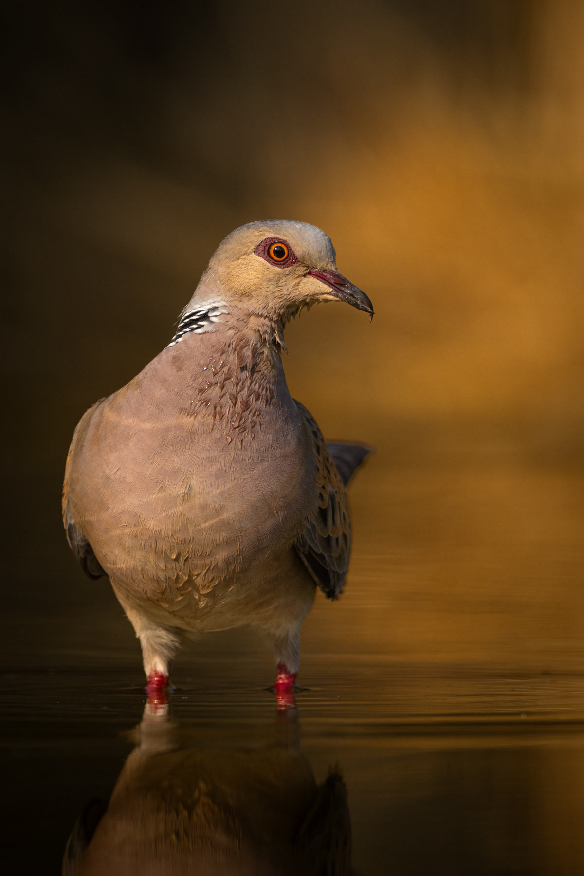 Гургулица/ European turtle dove