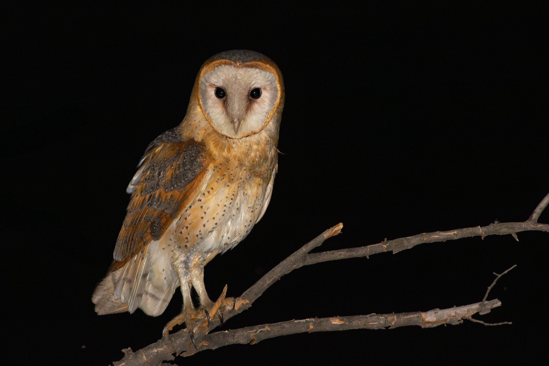 Забулена сова/ Barn owl