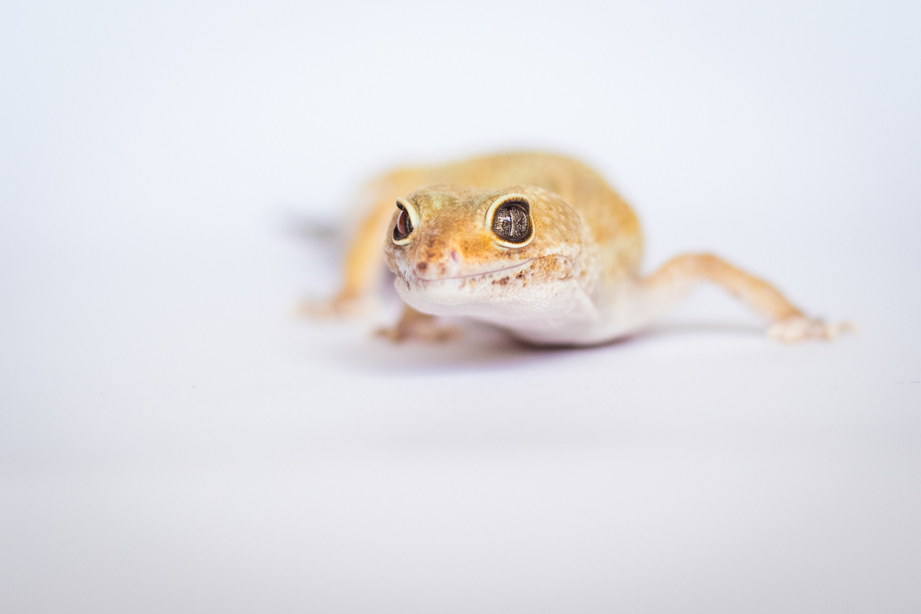 Леопардов гекон/ Leopard gecko