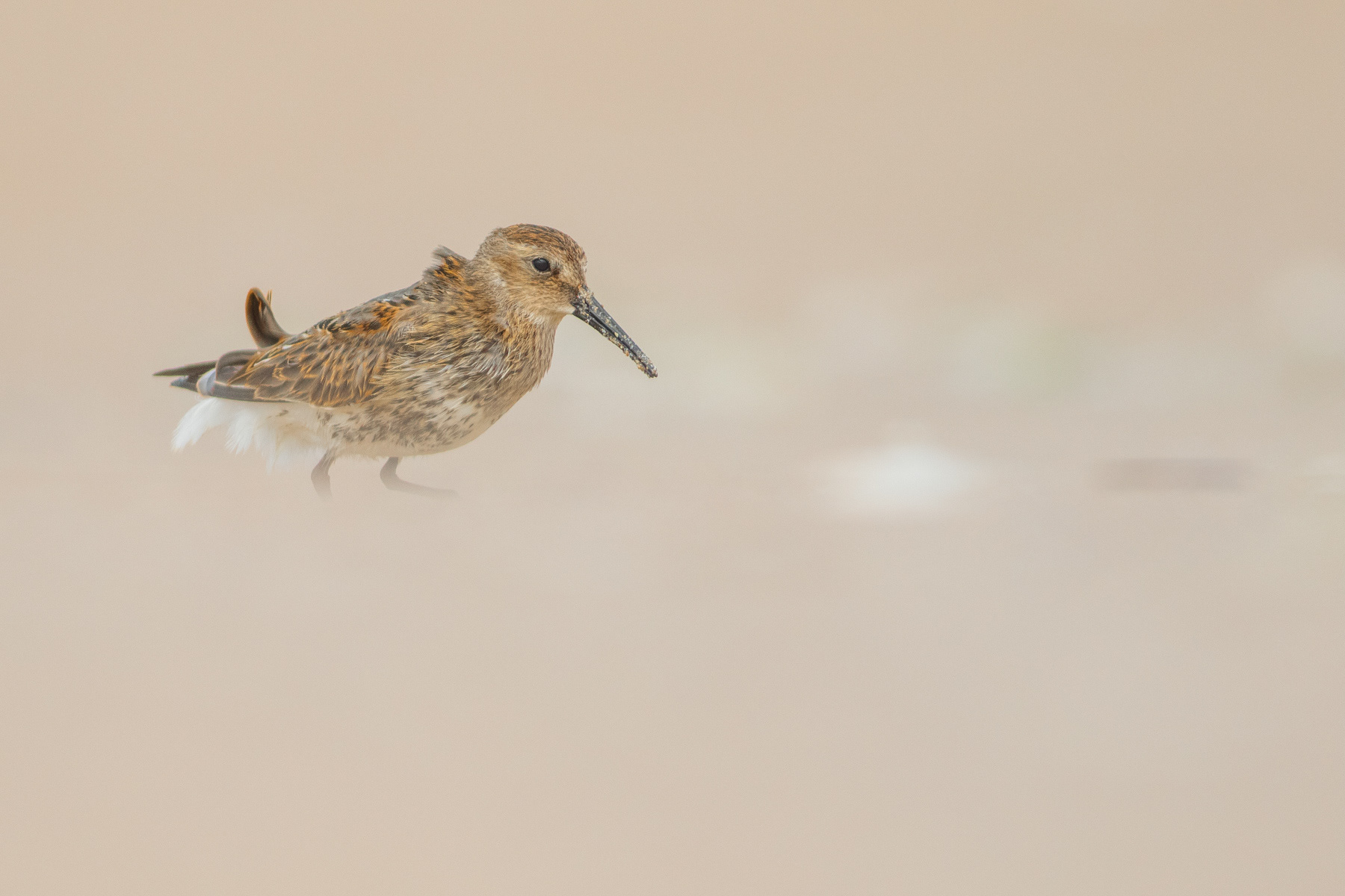 Тъмногръд брегобегач/ Dunlin