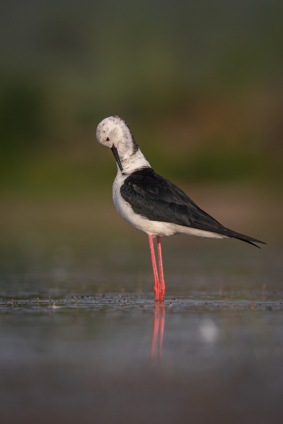 Кокилобегач/ Black-winged Stilt
