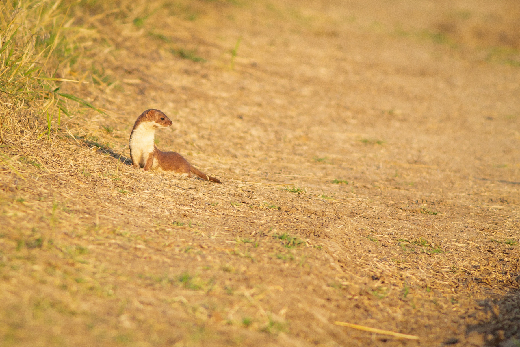 Невестулка/ Least weasel