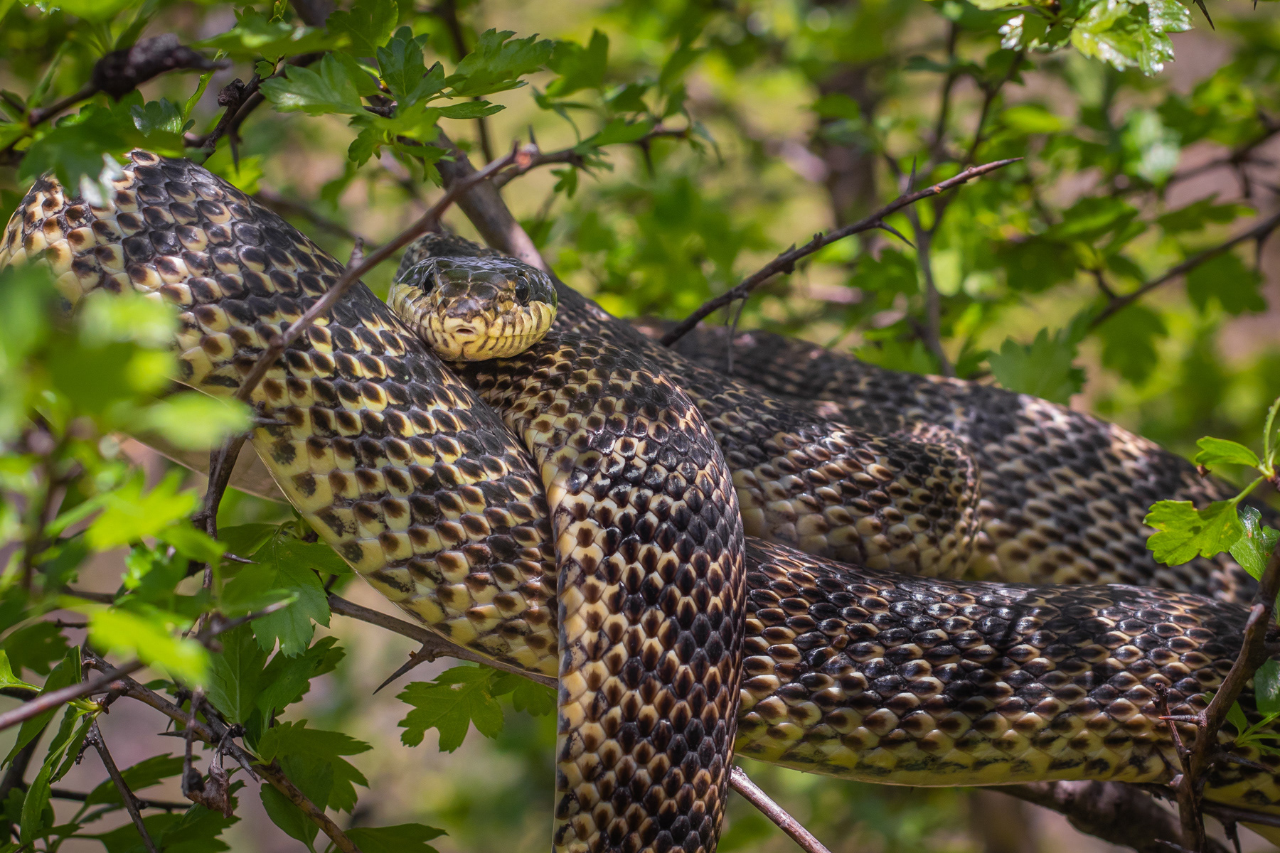 Пъстър смок/ Blotched snake