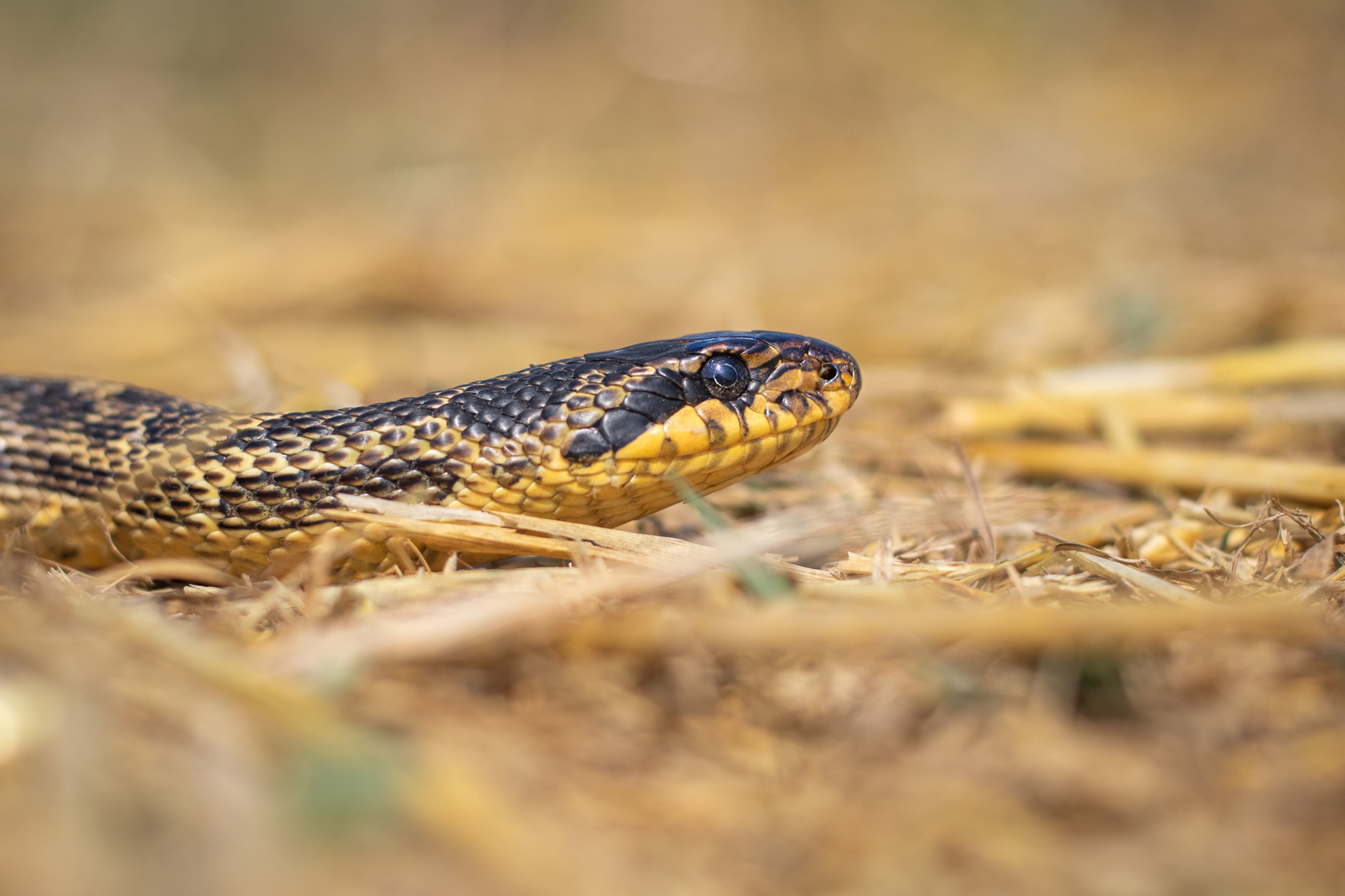Пъстър смок/ Blotched snake