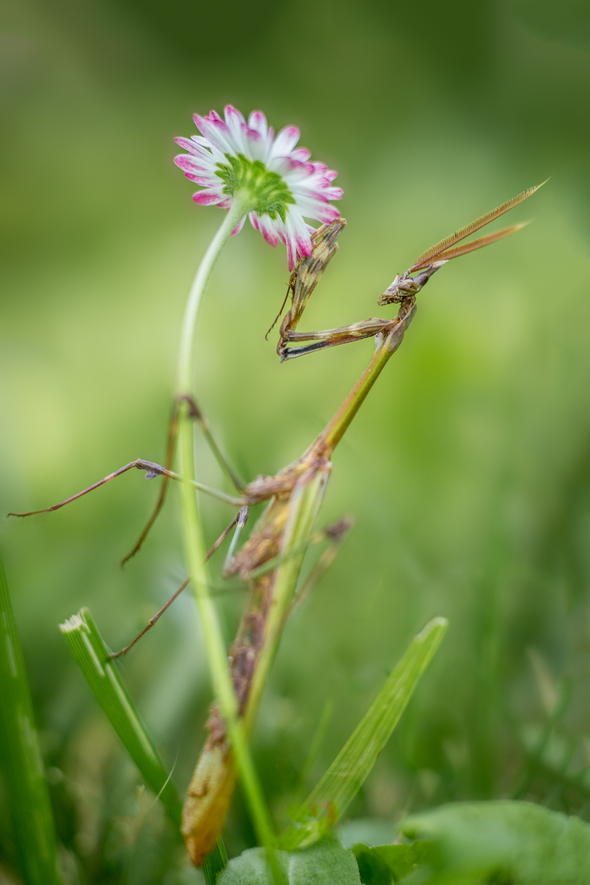 Empusa fasciata