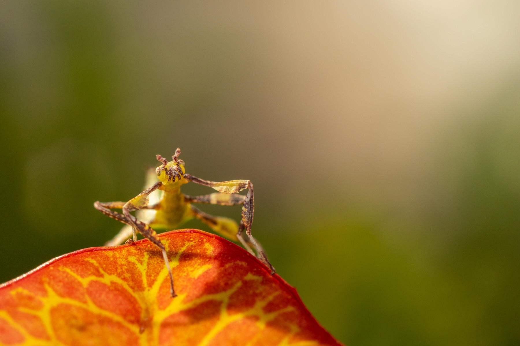 Leaf insect/ Phyllium phillipinicum