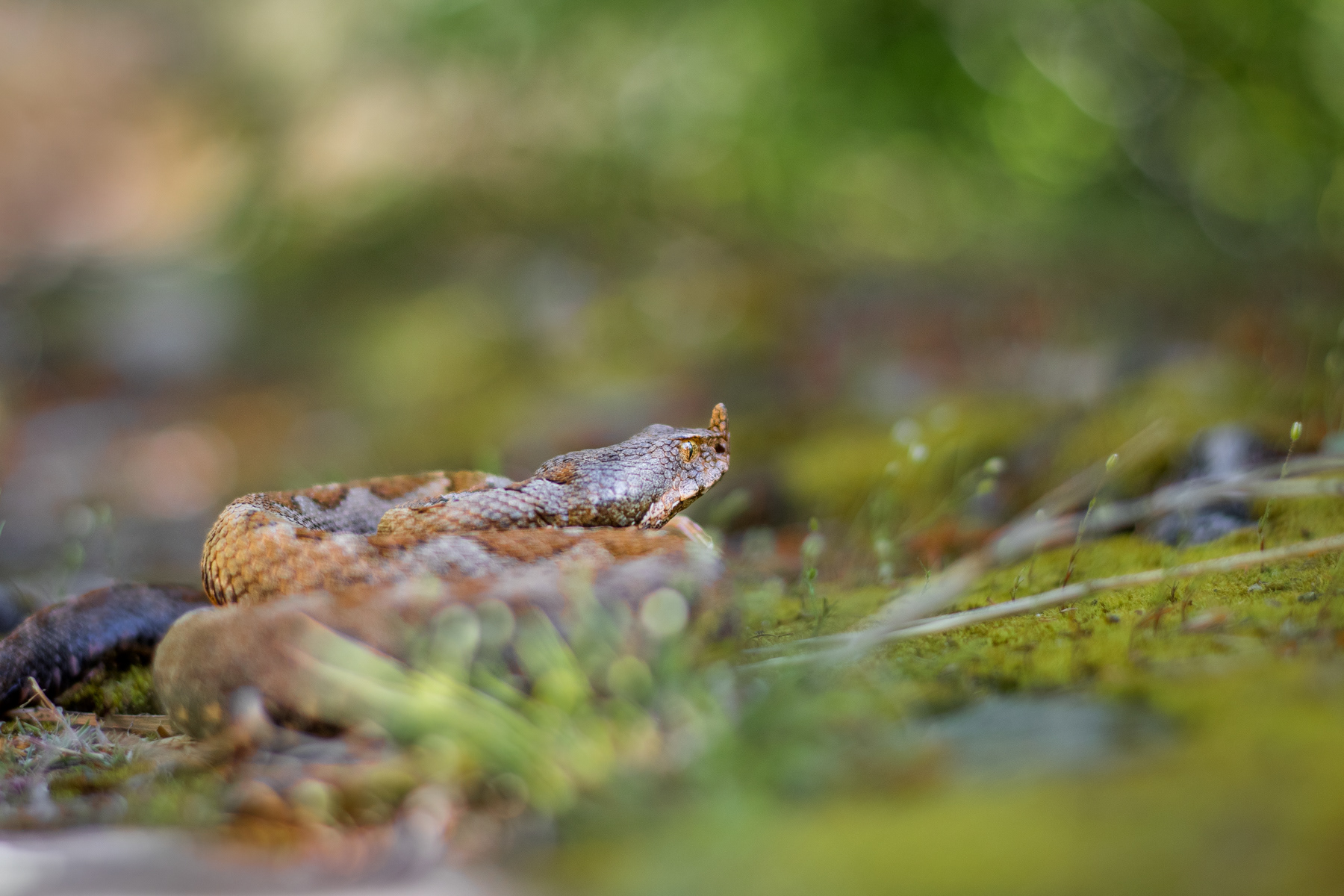 Пепелянка/ Nose-horned Viper