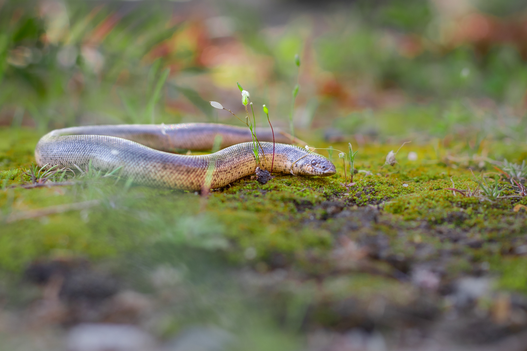 Пясъчна боа/ Javelin Sand Boa