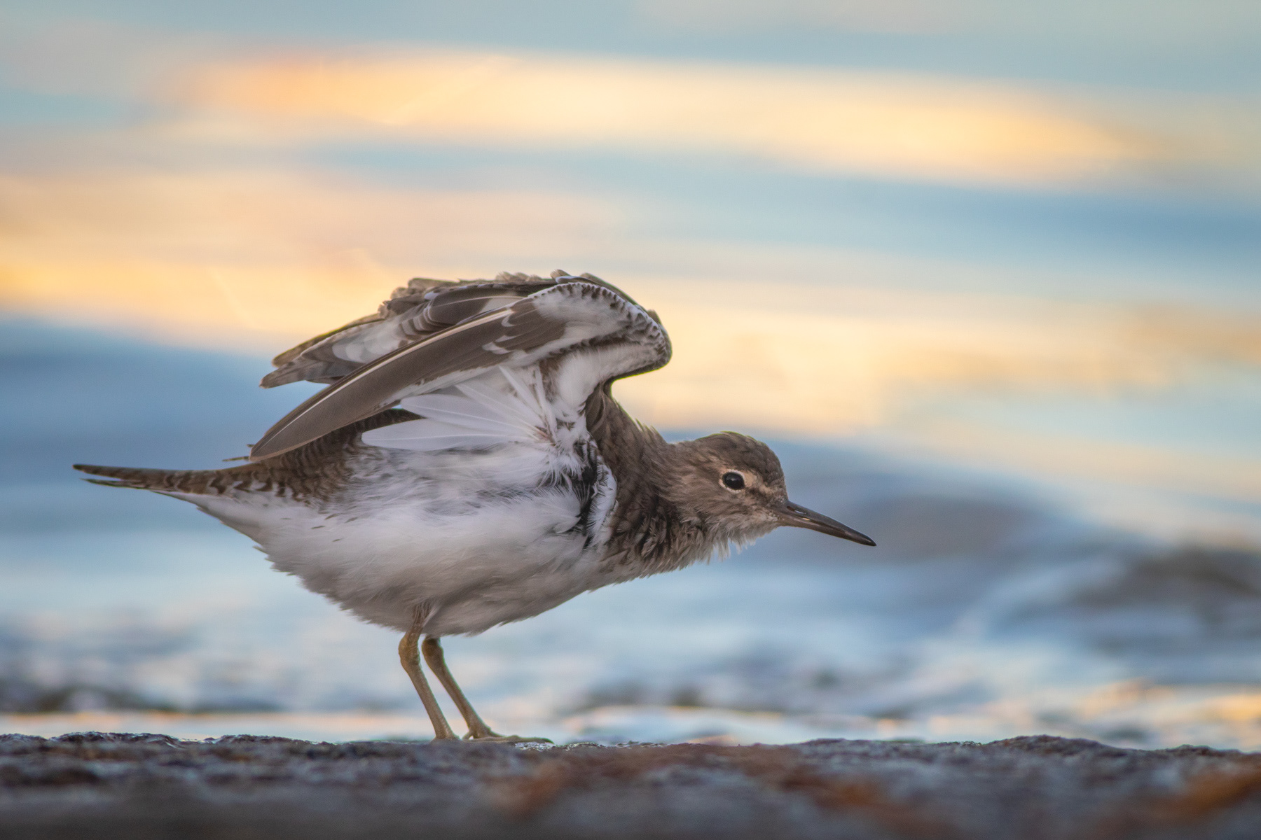Късокрил кюкавец/ Common sandpiper