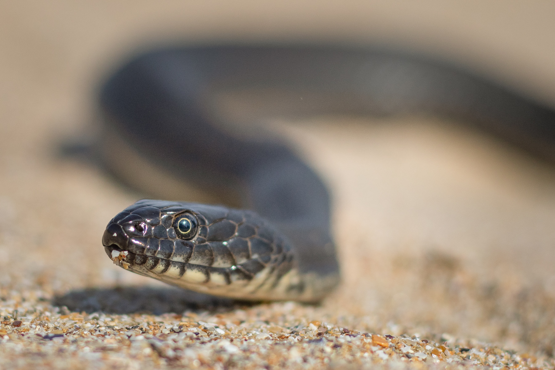 Сива водна змия, меланист/ Melanistic Dice snake