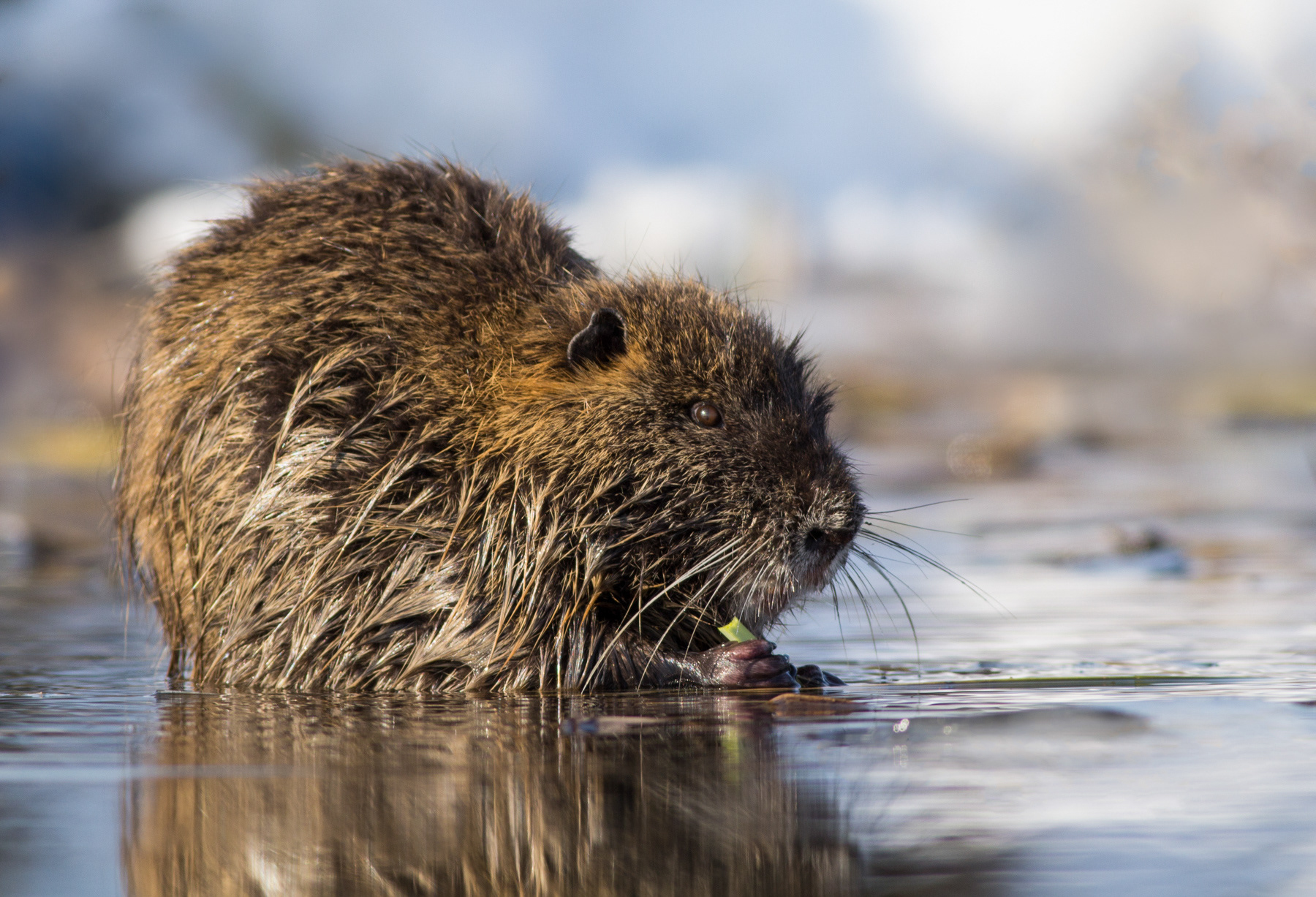 Нутрия/ Nutria