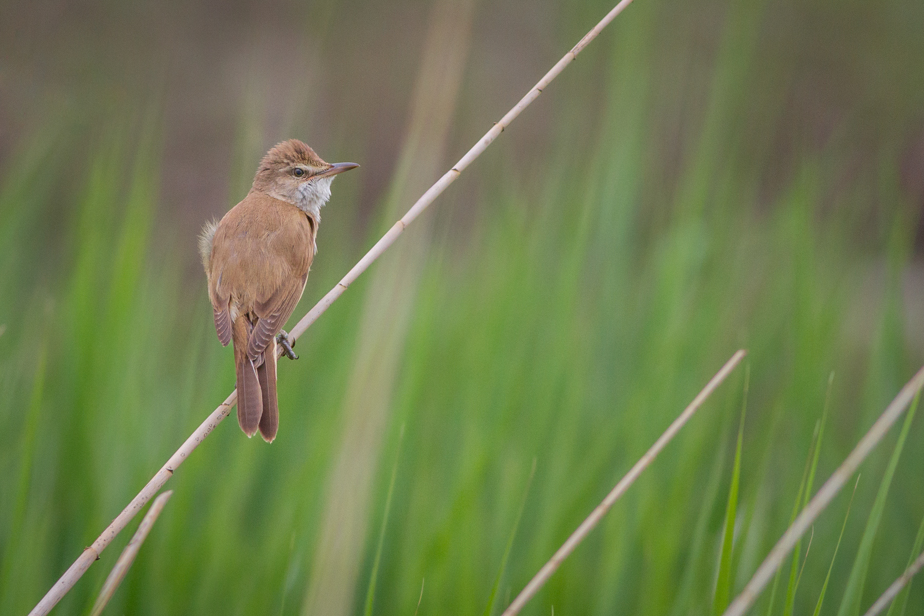 Тръстиково шаварче/ Great reed warbler