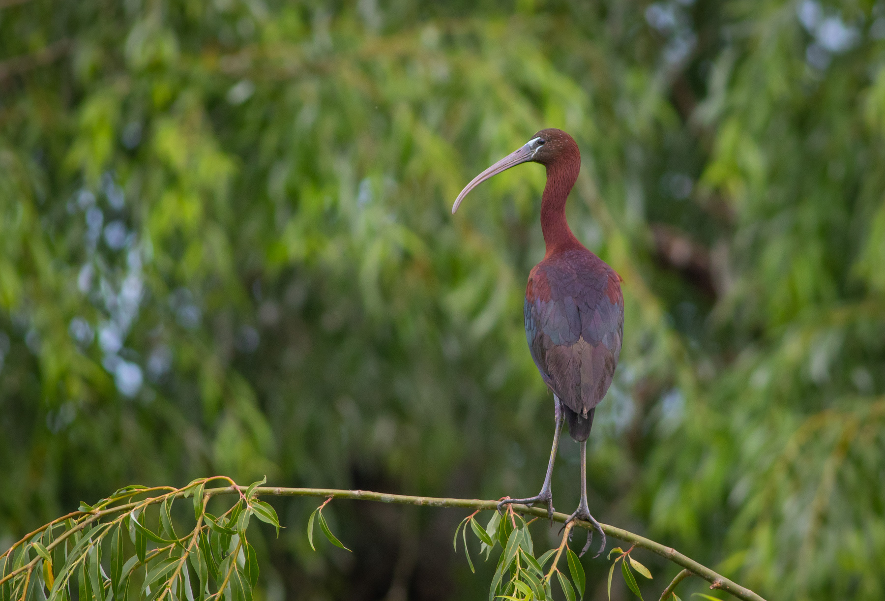 Блестящ ибис/ Glossy ibis