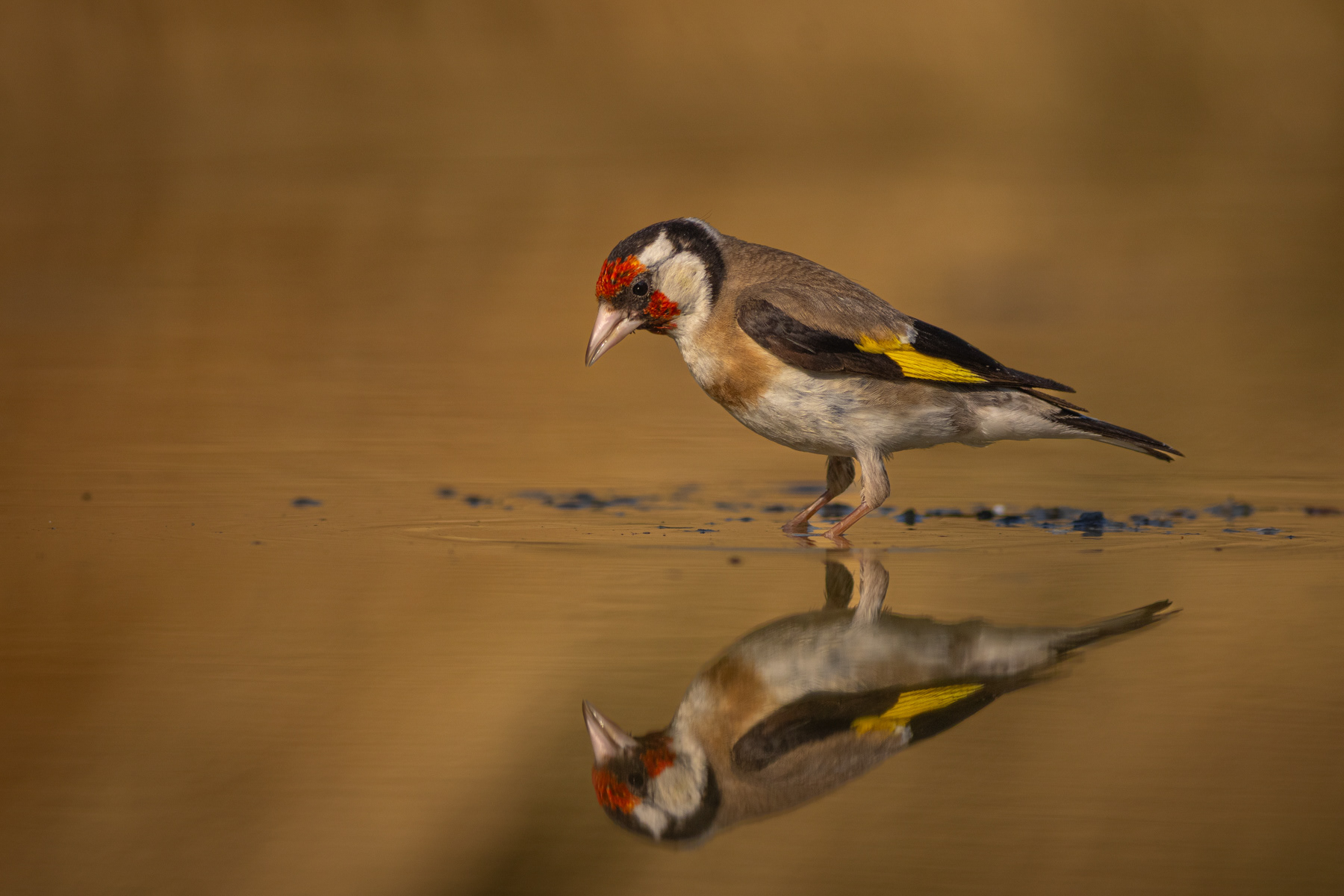 Щиглец/ European goldfinch