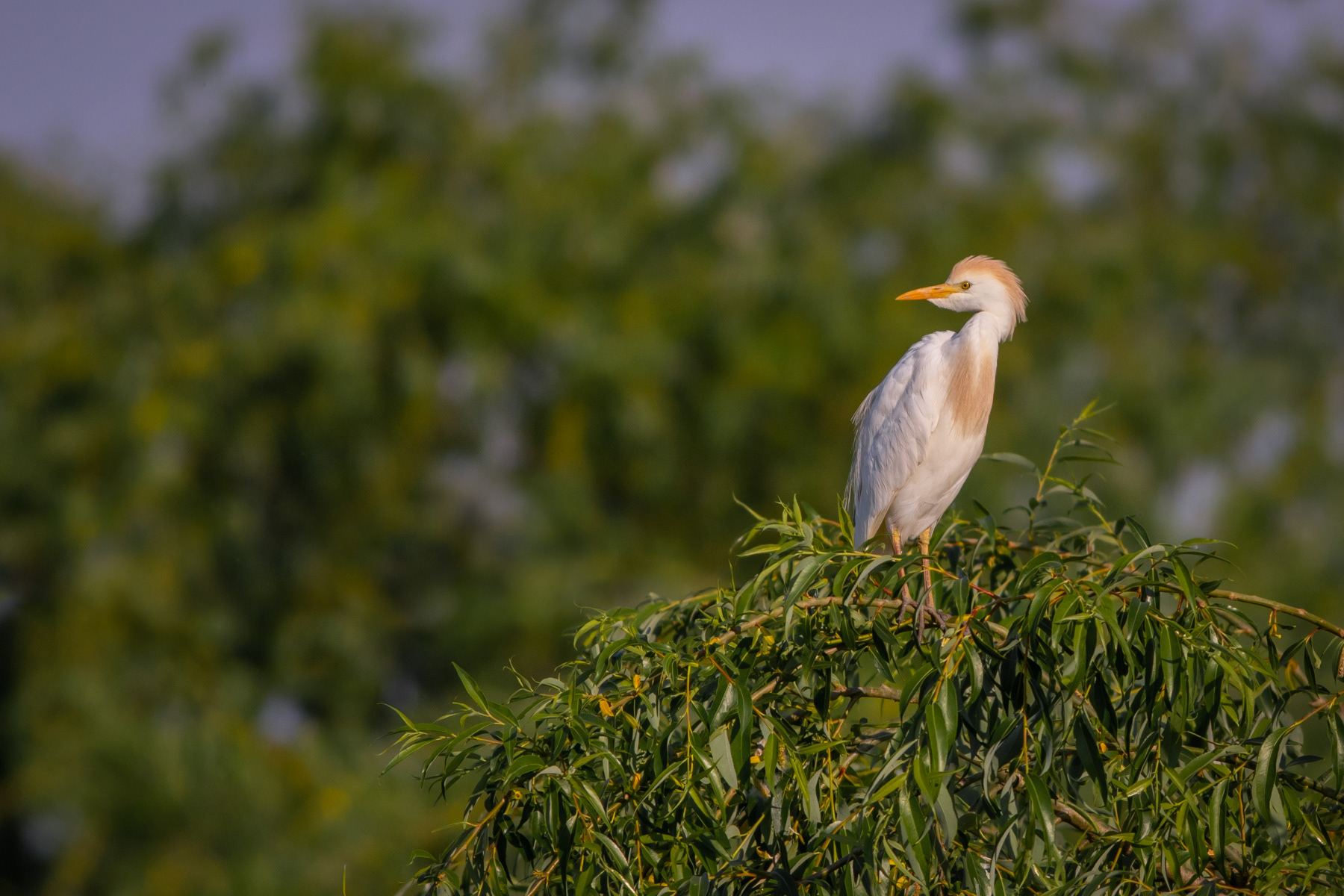 Биволска чапла/ Cattle Egret