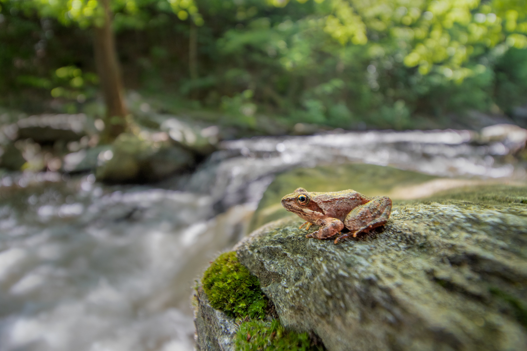 Гръцка жаба/ Greek stream frog