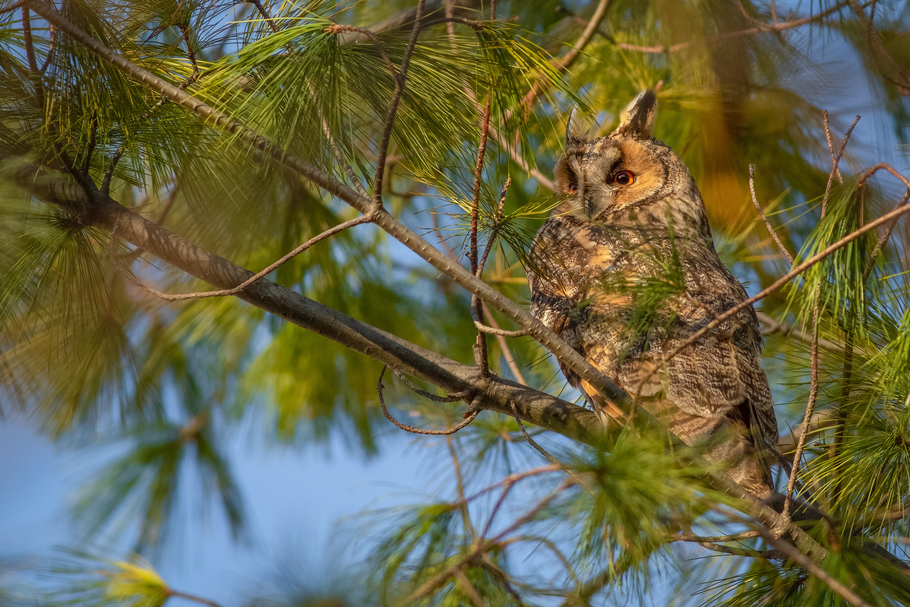 Ушата сова/ Long-eared owl