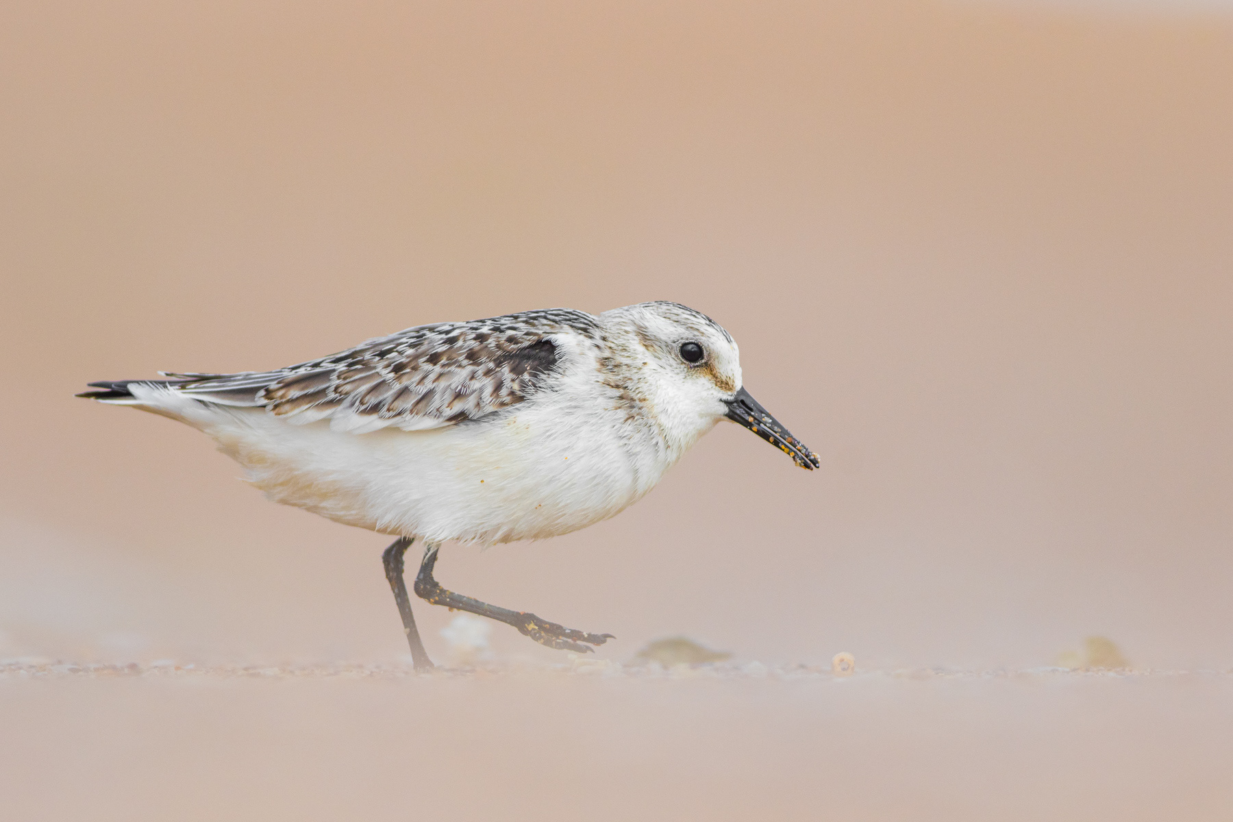 Трипръст брегобегач/ Sanderling