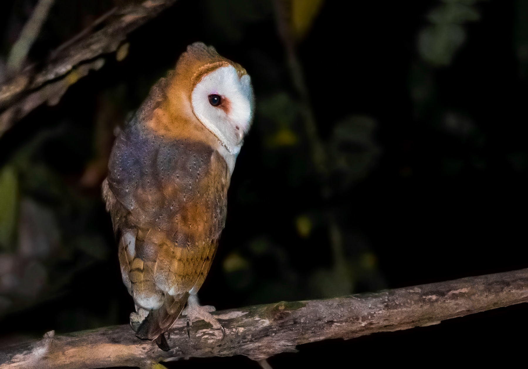 Забулена сова/ Barn owl