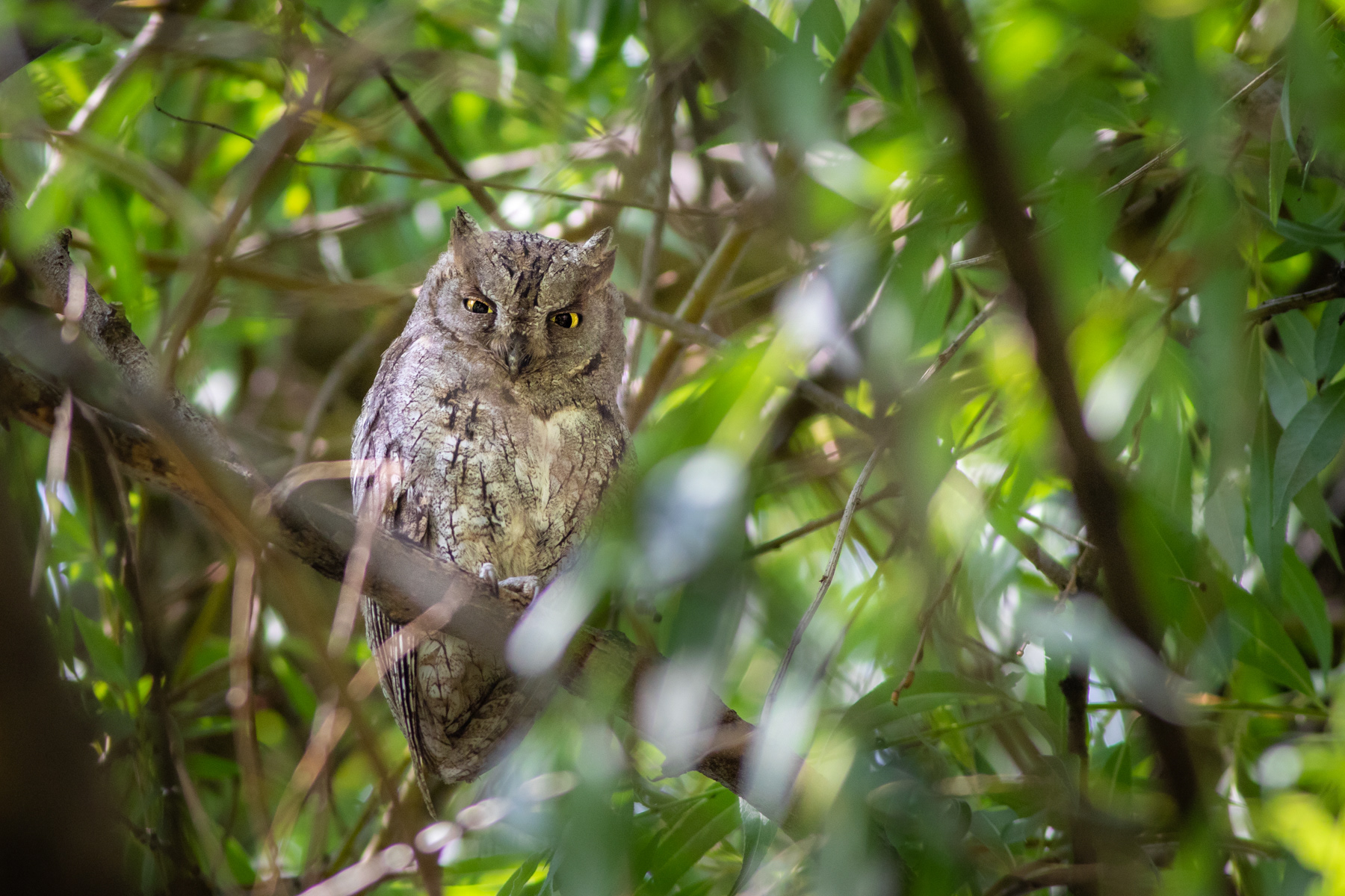 Чухал/ Scops owl