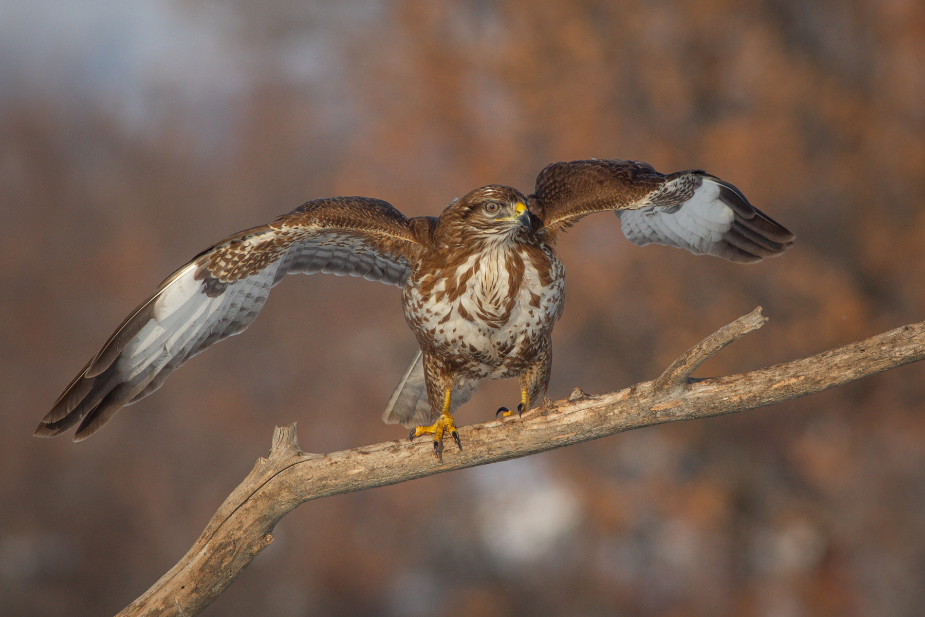 Обикновен мишелов/ Common buzzard