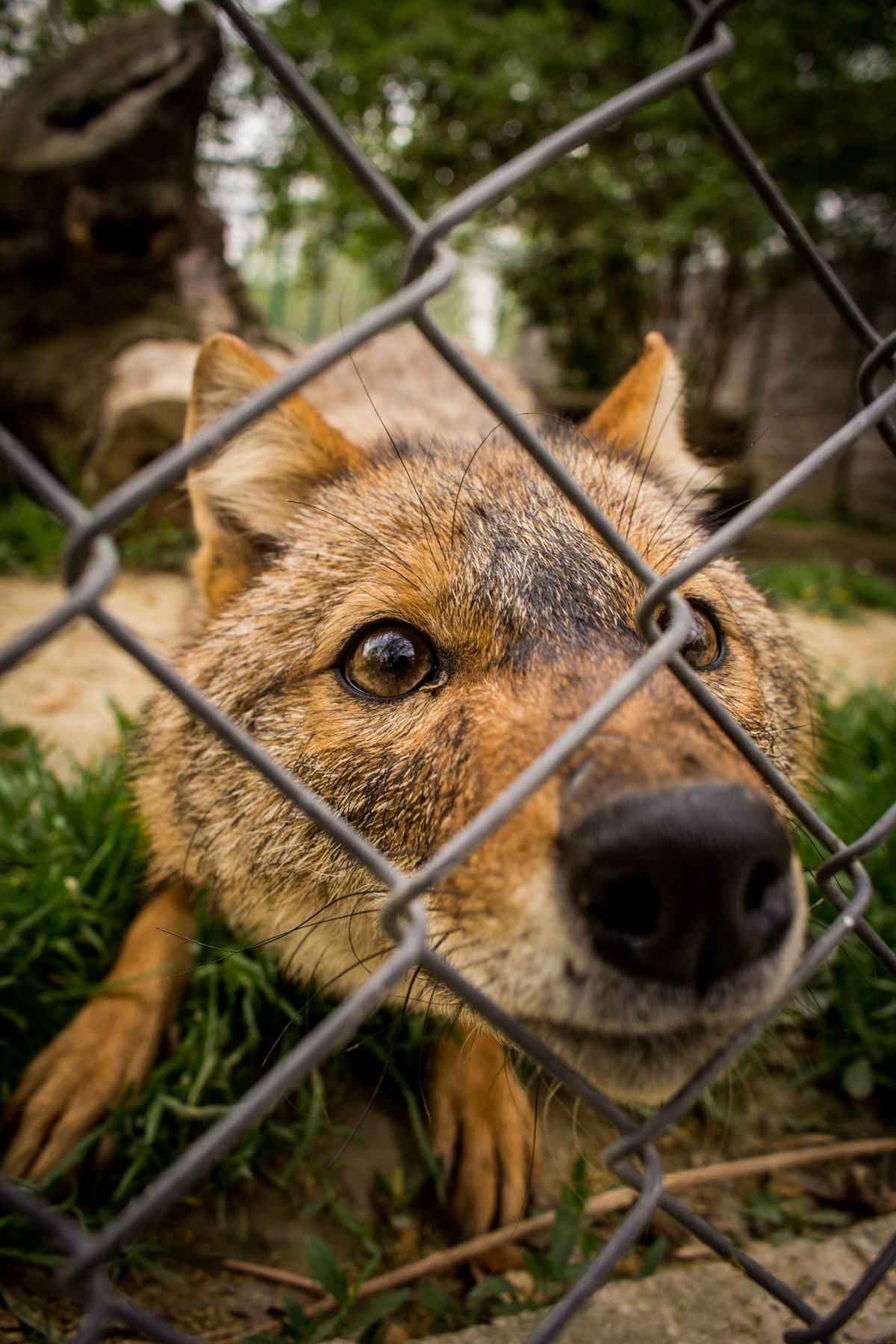 Чакал в зоопарк/ Jackal in zoo